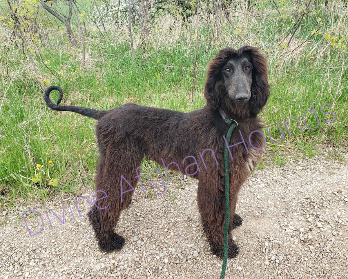 Afghan Hound Puppies breeder image 14
