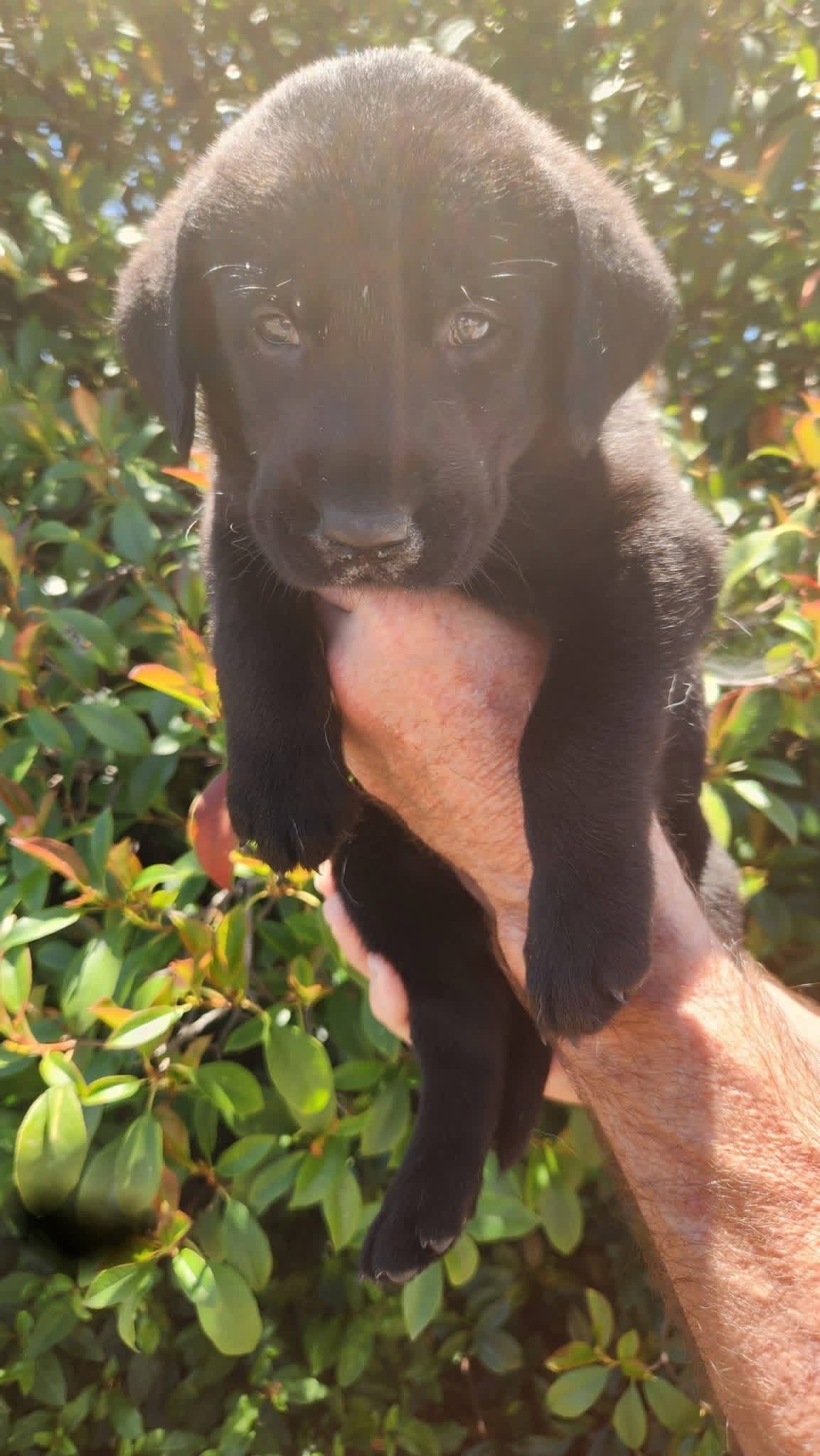 Labrador Retriever Puppies breeder image 1