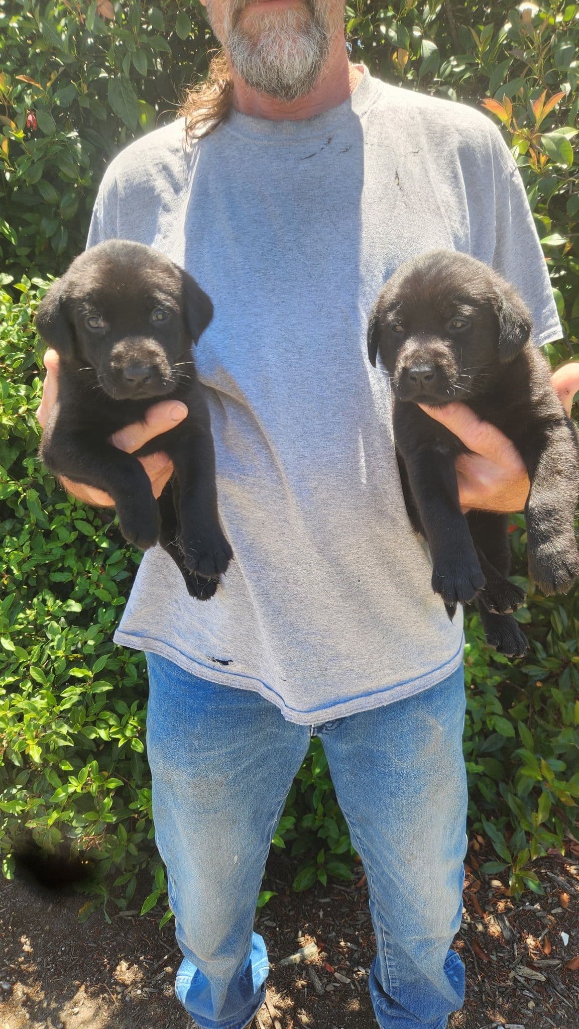 Labrador Retriever Puppies breeder image 3