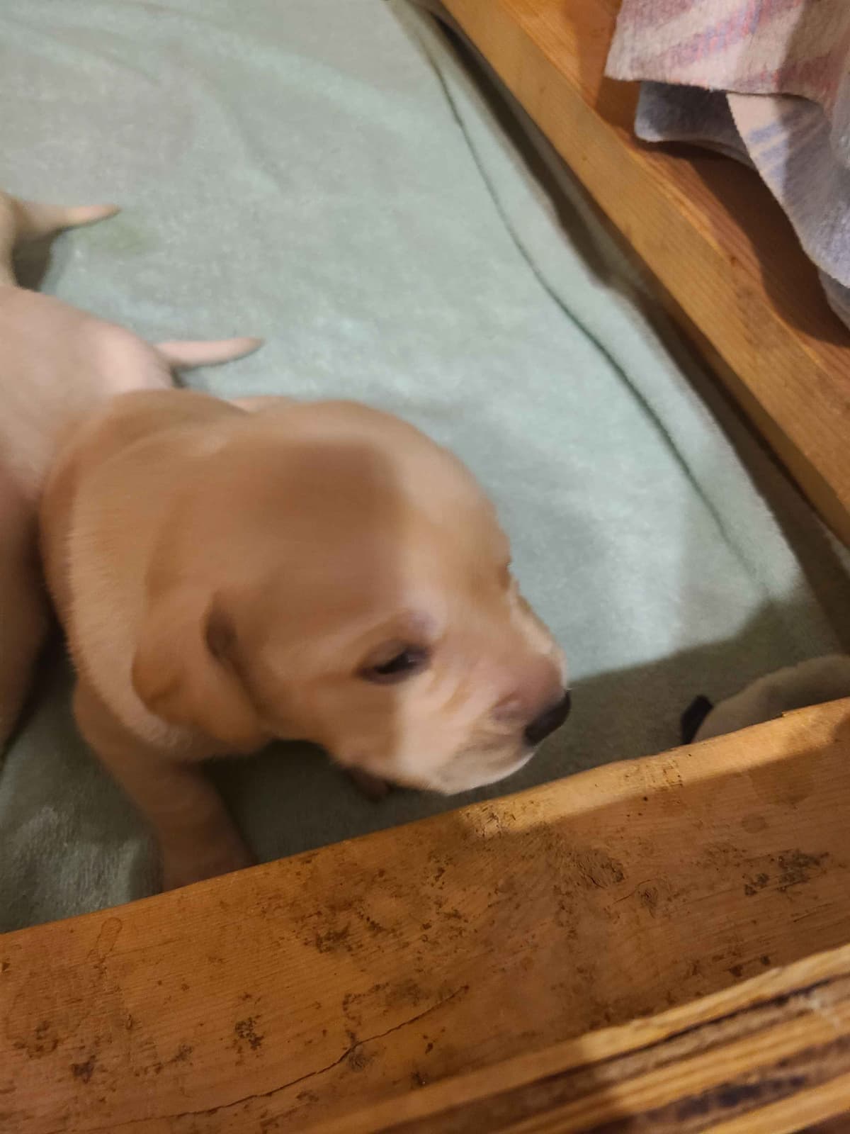 Labrador Retriever Puppies breeder image 4
