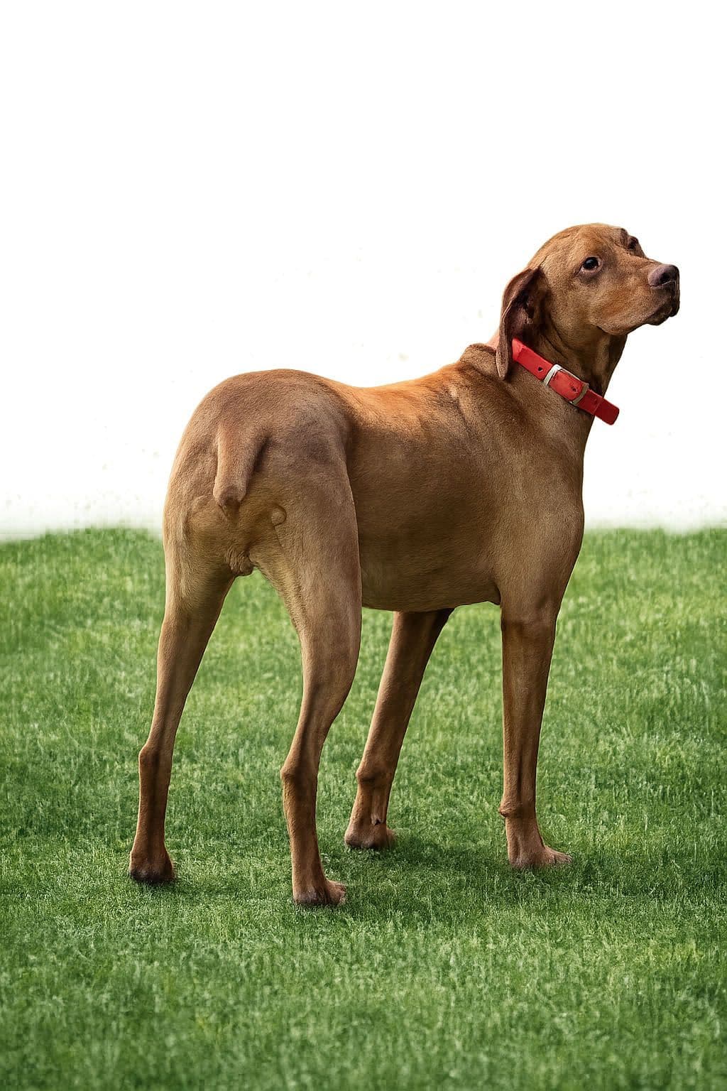 Vizsla Puppies breeder image 2