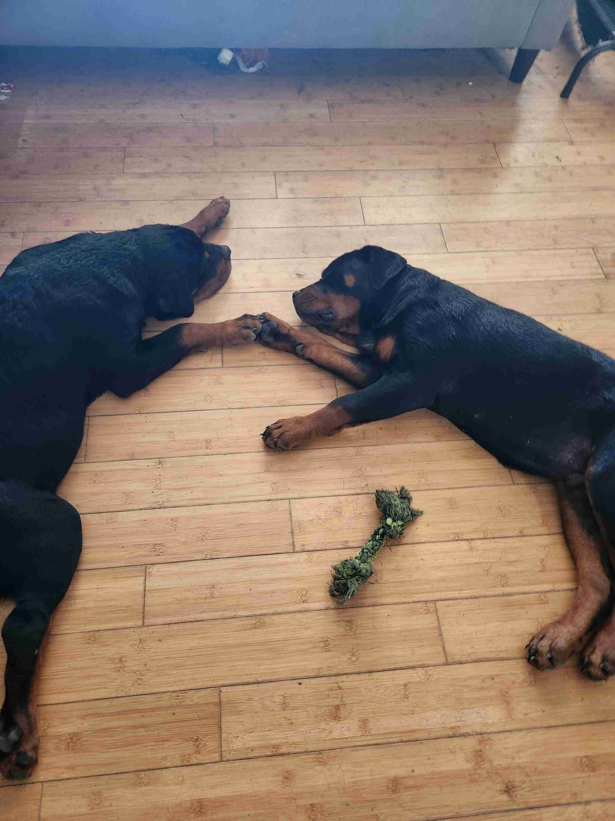 Rottweiler Puppies breeder image 1