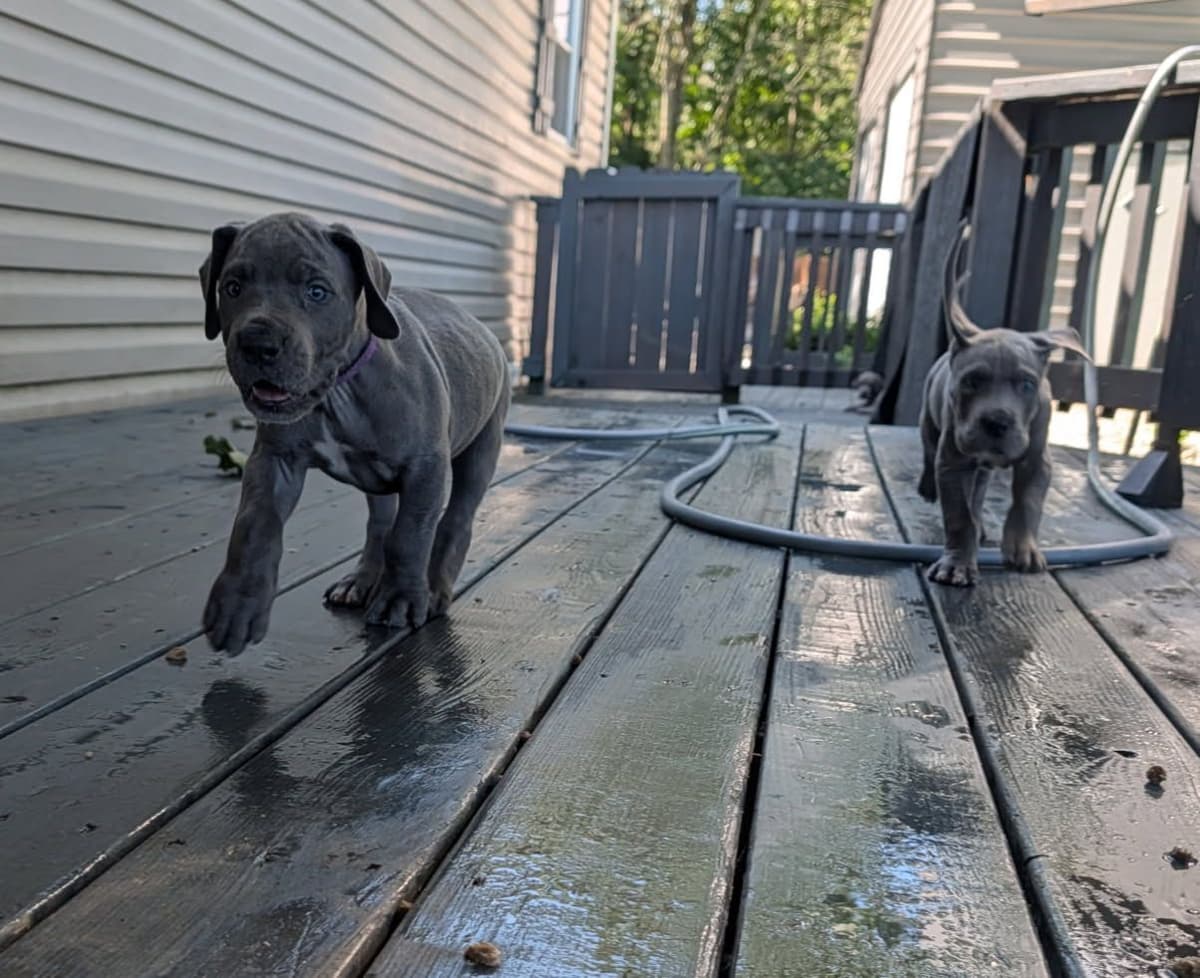 Great Dane Puppies breeder image 8