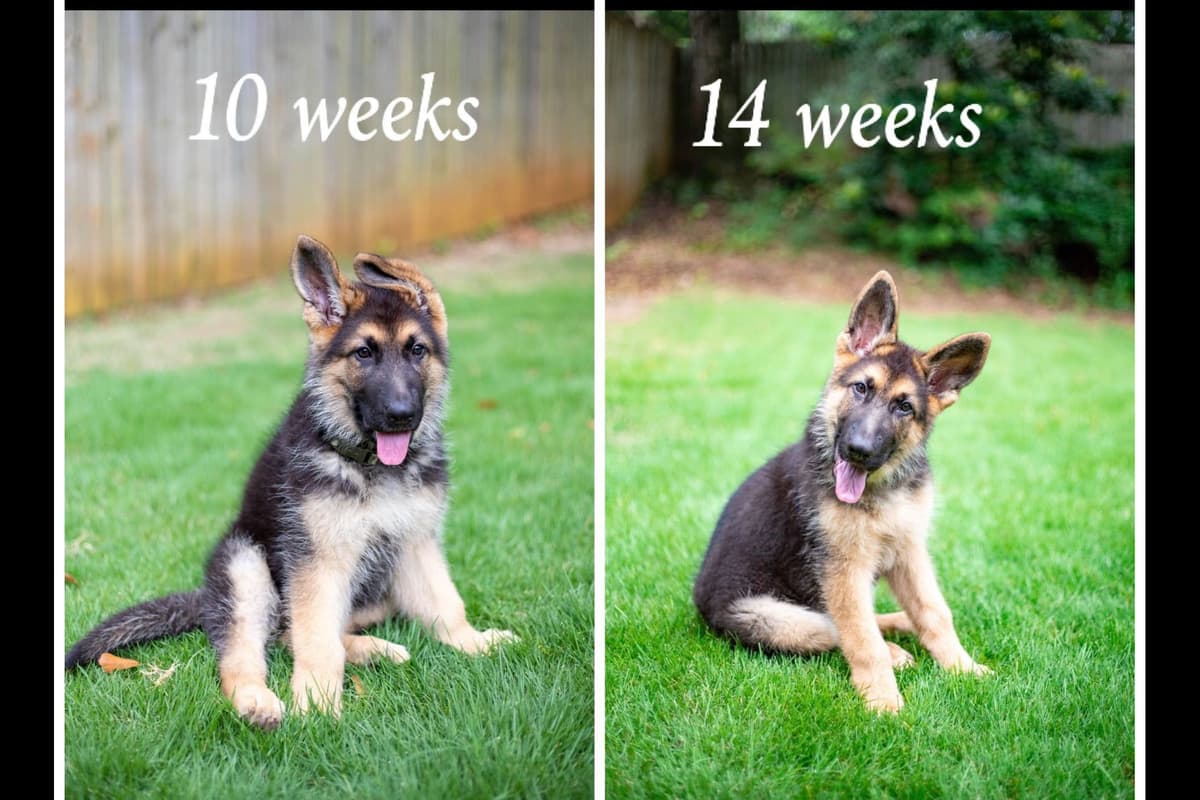 German Shepherd Dog Puppies breeder image 3