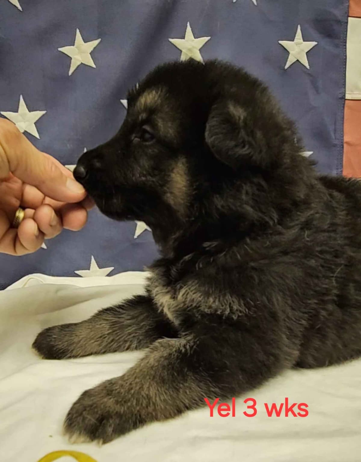 German Shepherd Dog Puppies breeder image 11