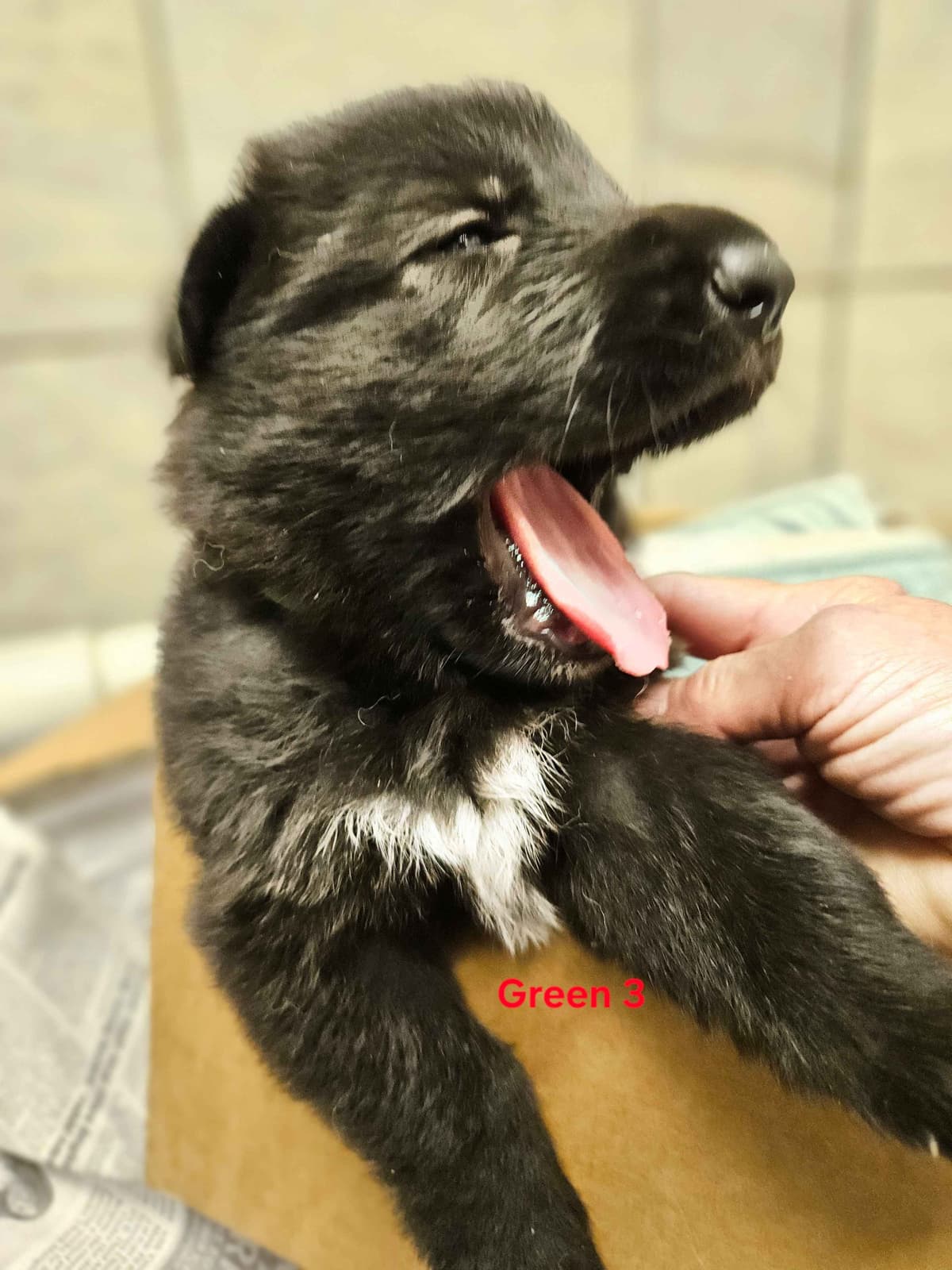 German Shepherd Dog Puppies breeder image 28