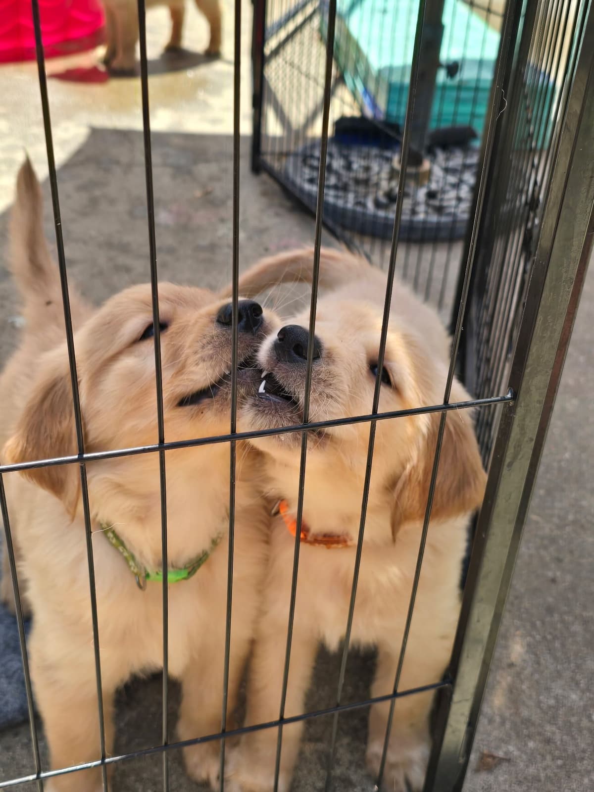 Golden Retriever Puppies breeder image 1