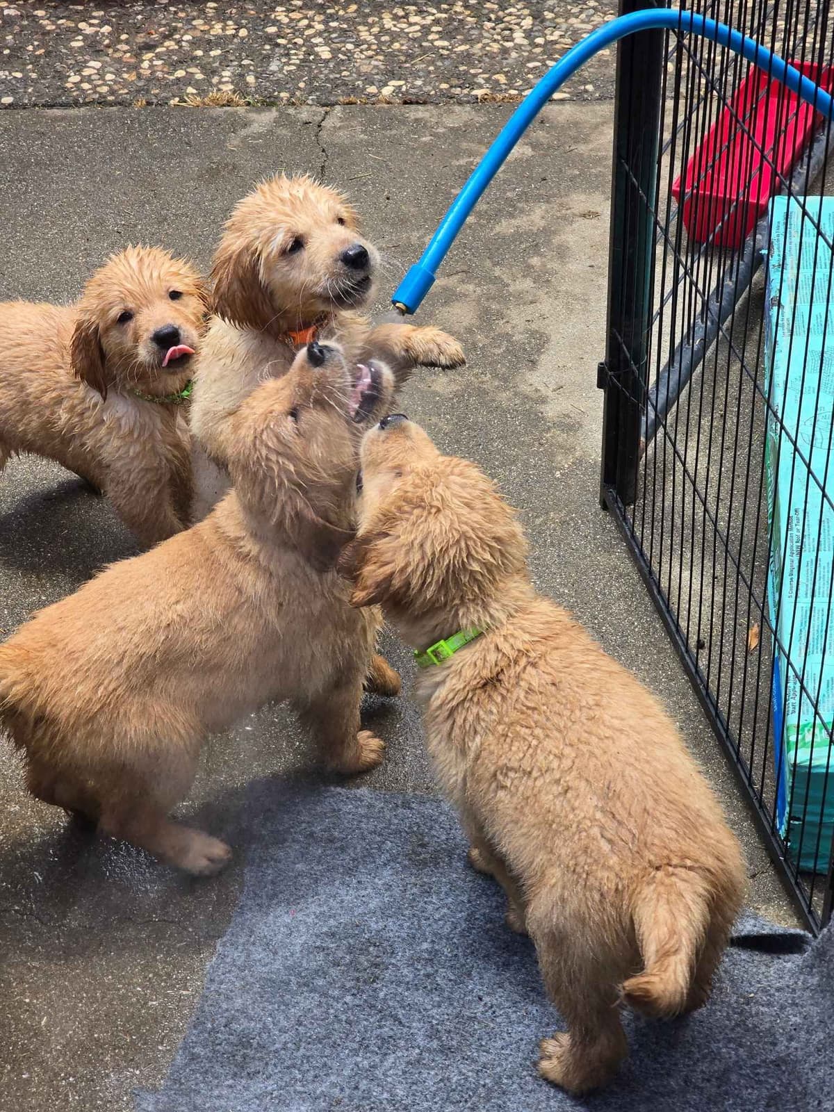 Golden Retriever Puppies breeder image 4