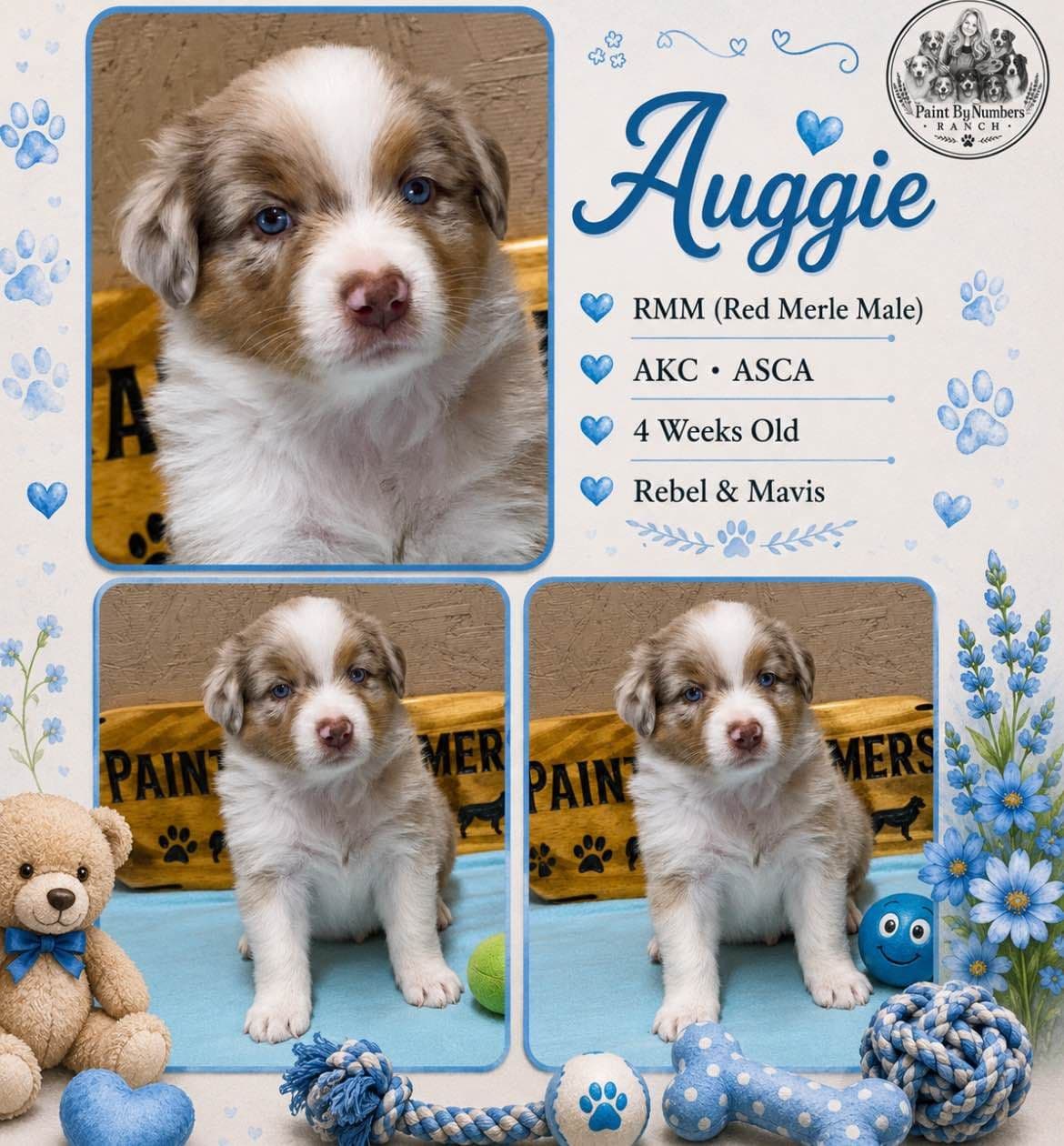 Australian Shepherd Puppies breeder image 8
