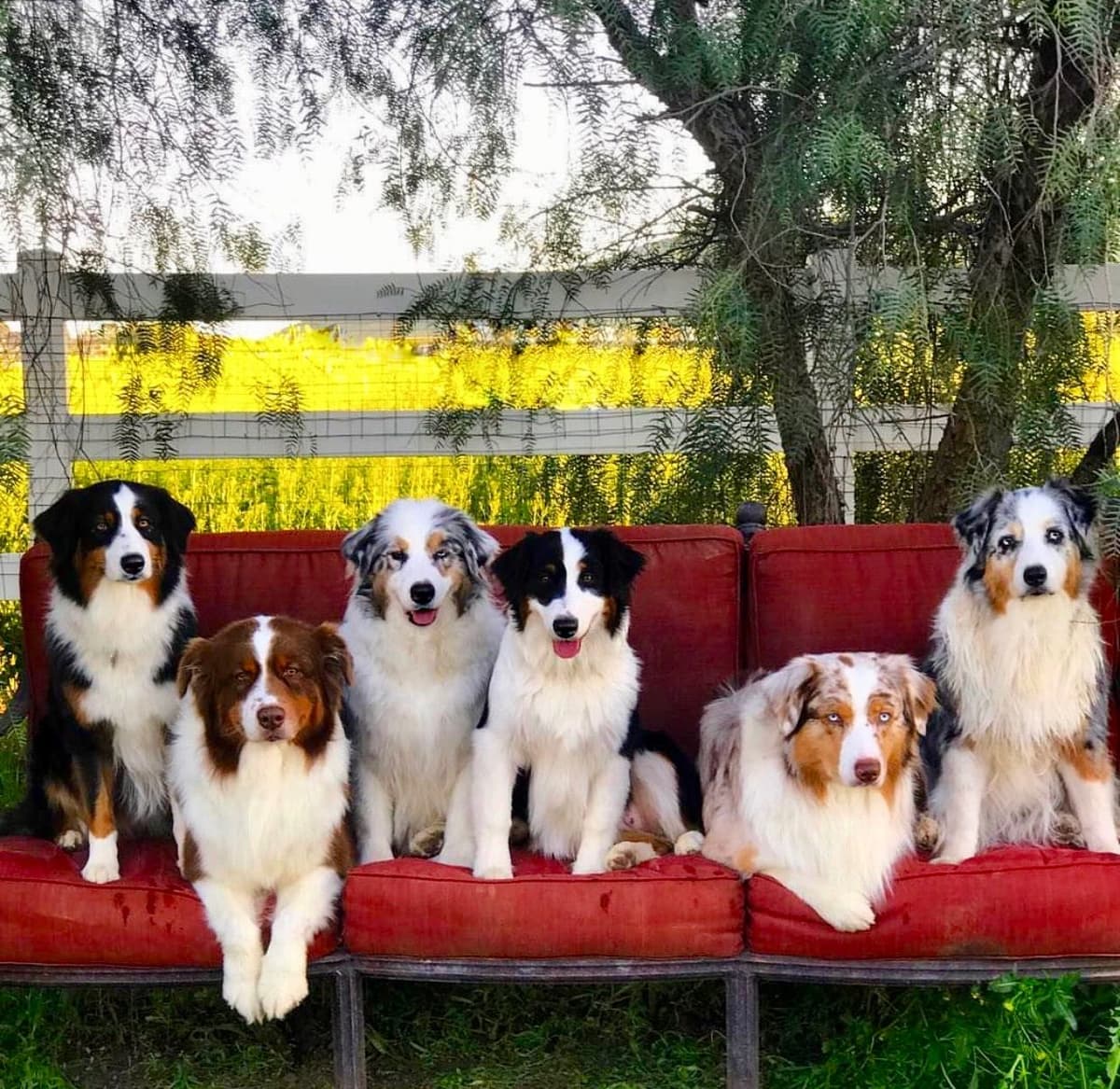 Australian Shepherd Puppies breeder image 1