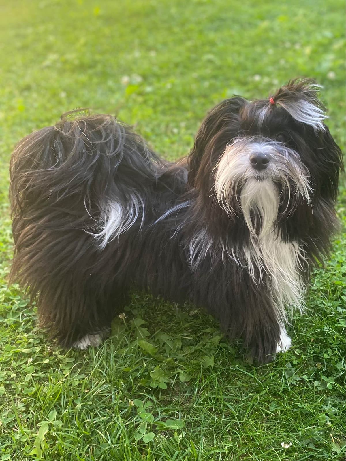 Havanese Puppies breeder image 9