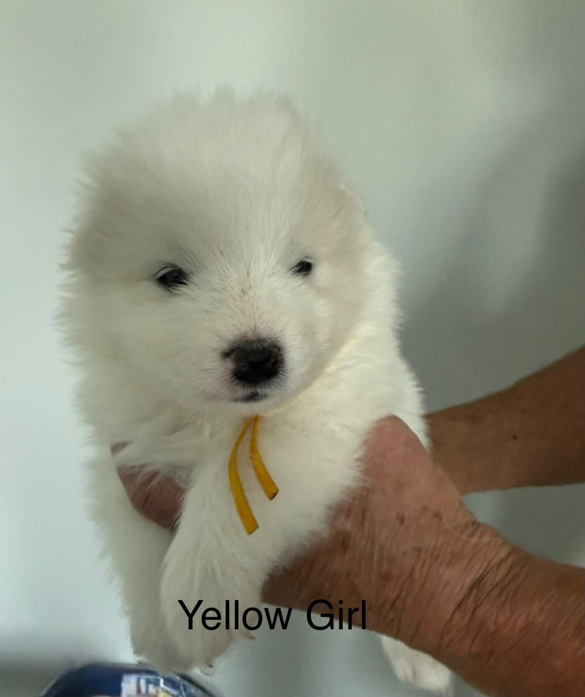 Champion Bloodline Samoyed Puppies breeder image 8