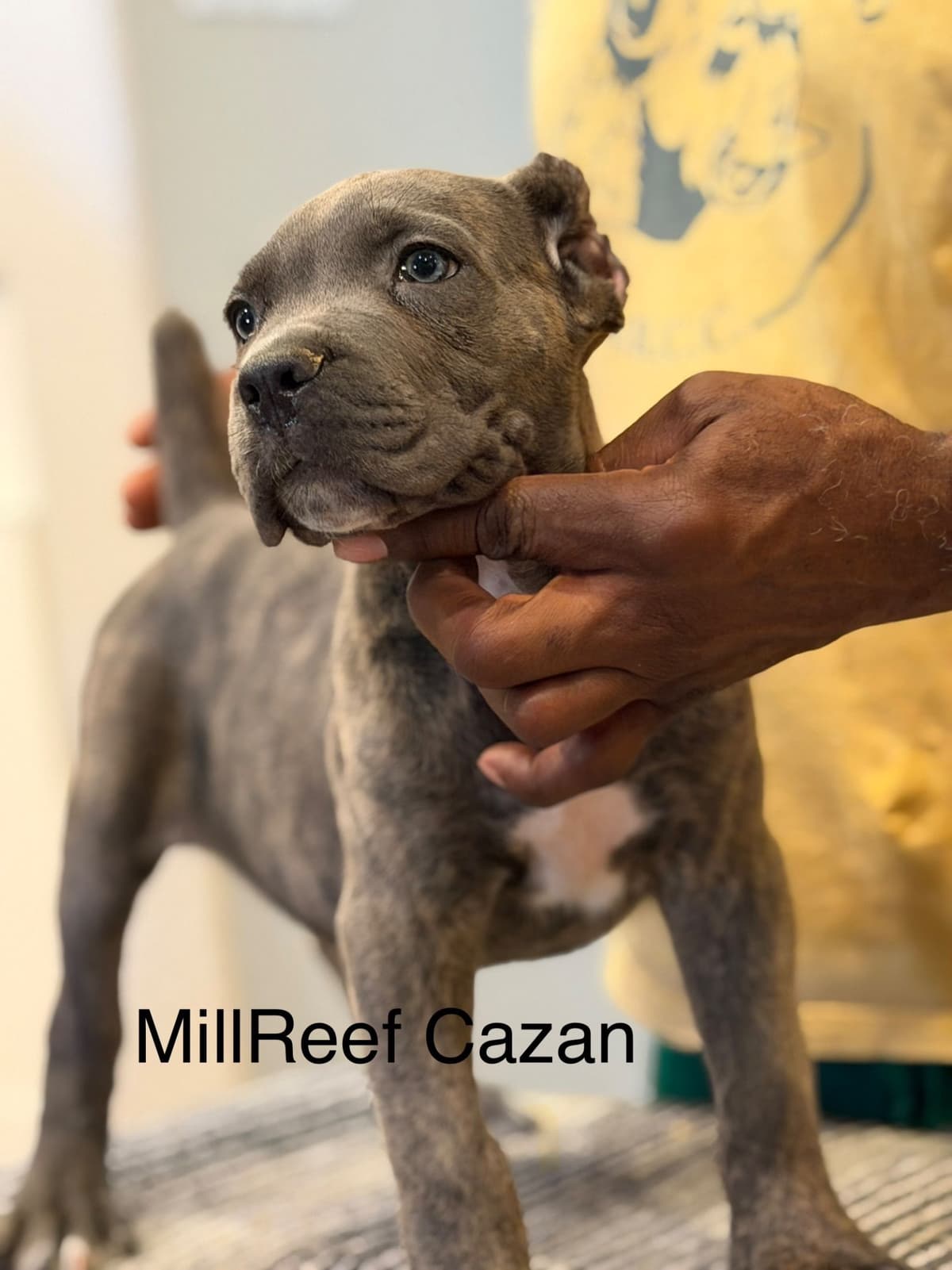 Cane Corso Puppies breeder image 1