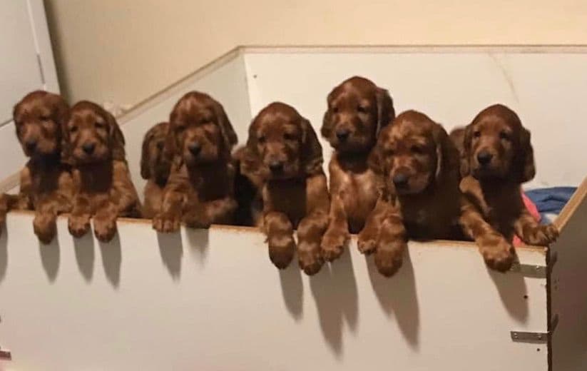 Irish Setter Puppies in Ohio breeder image 4