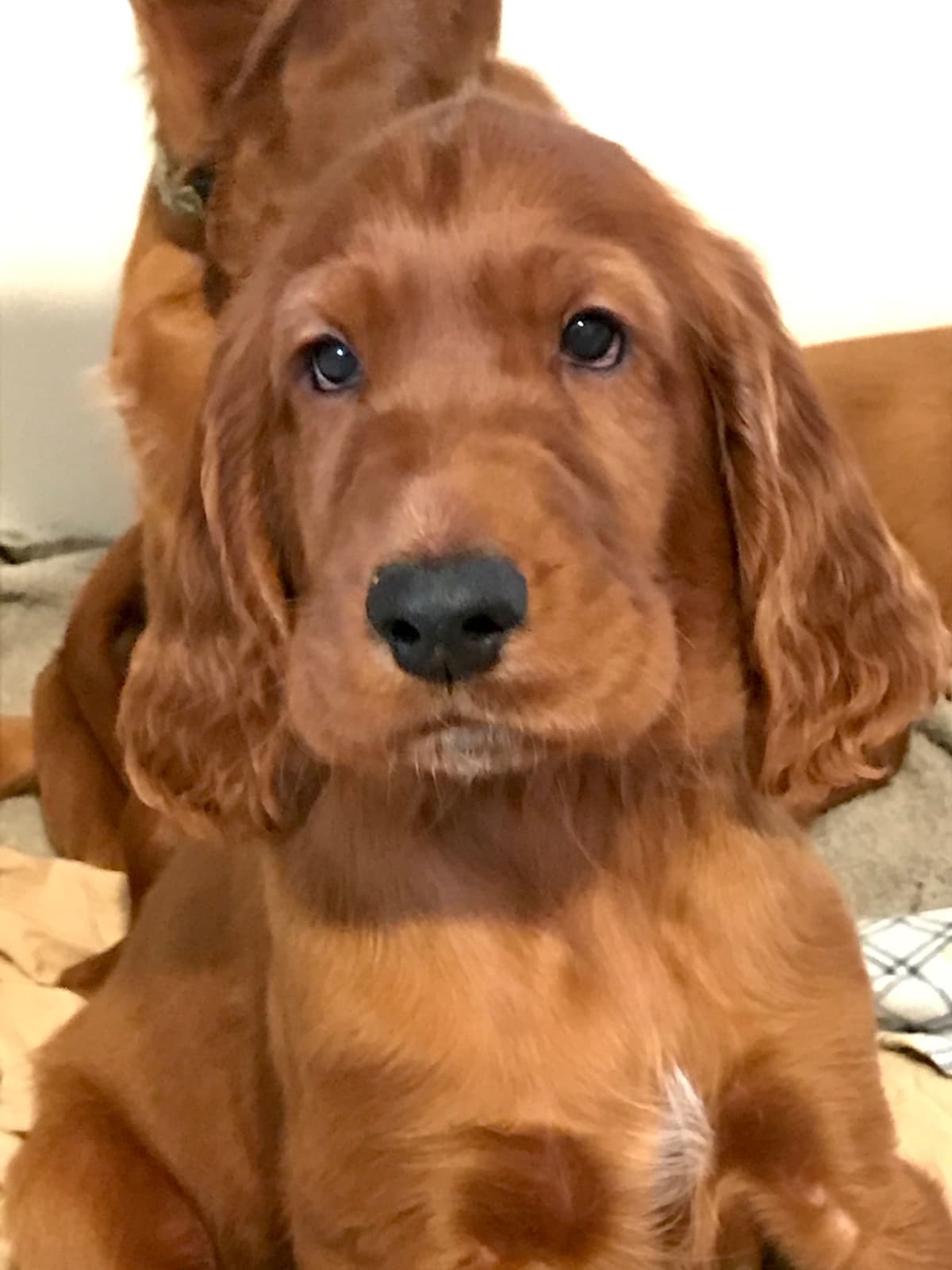 Irish Setter Puppies in Ohio breeder image 14