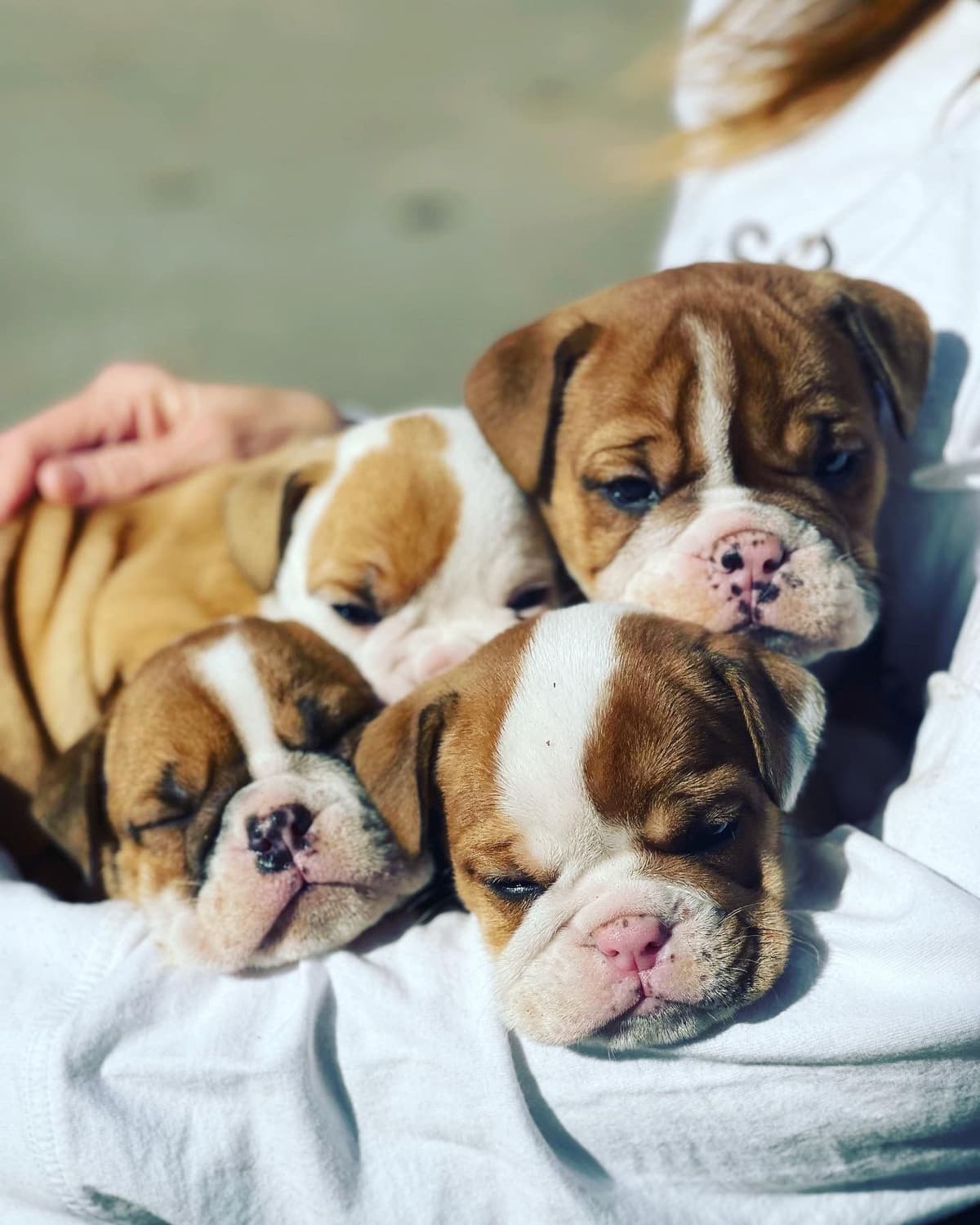Bulldog Puppies breeder image 1