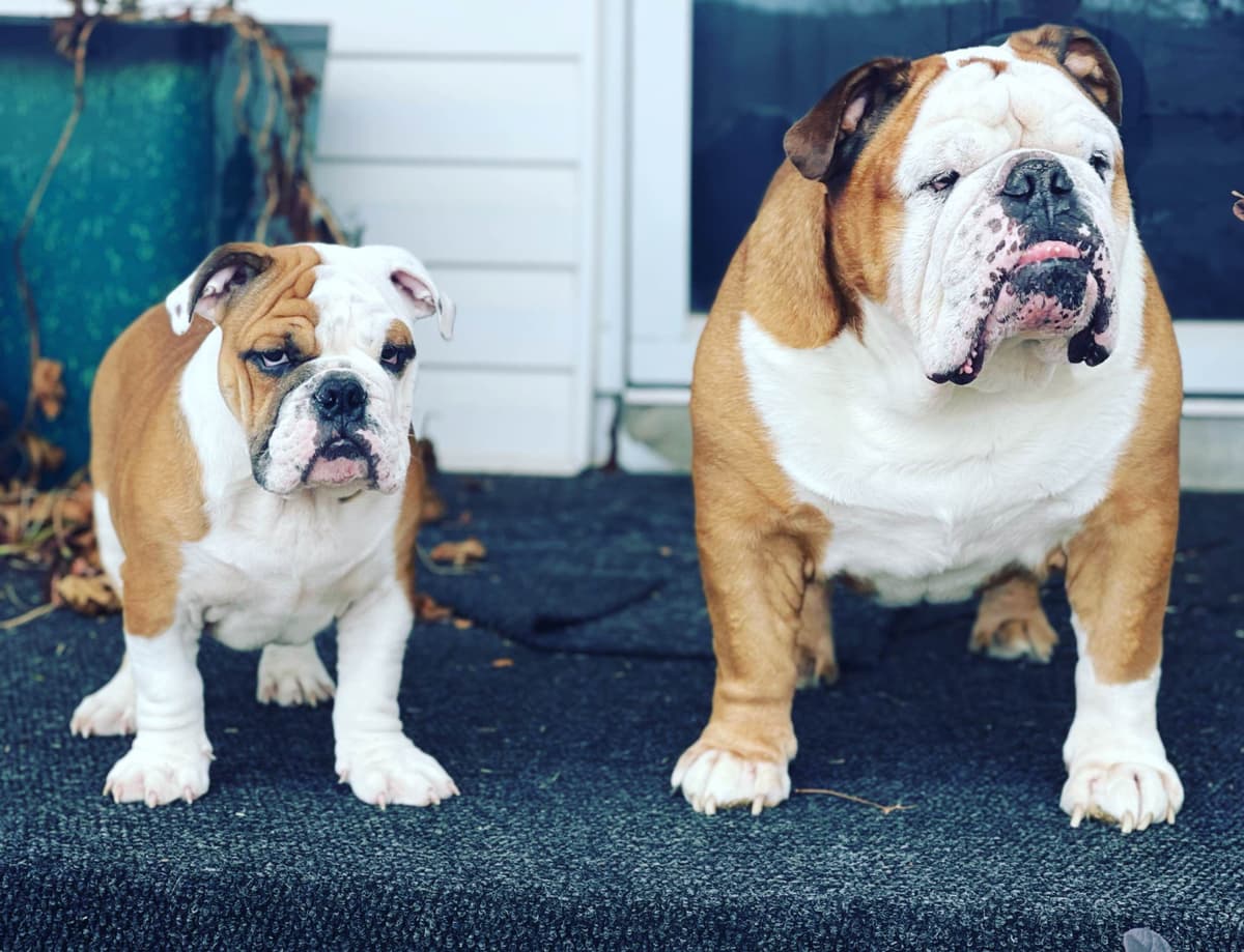 Bulldog Puppies breeder image 11