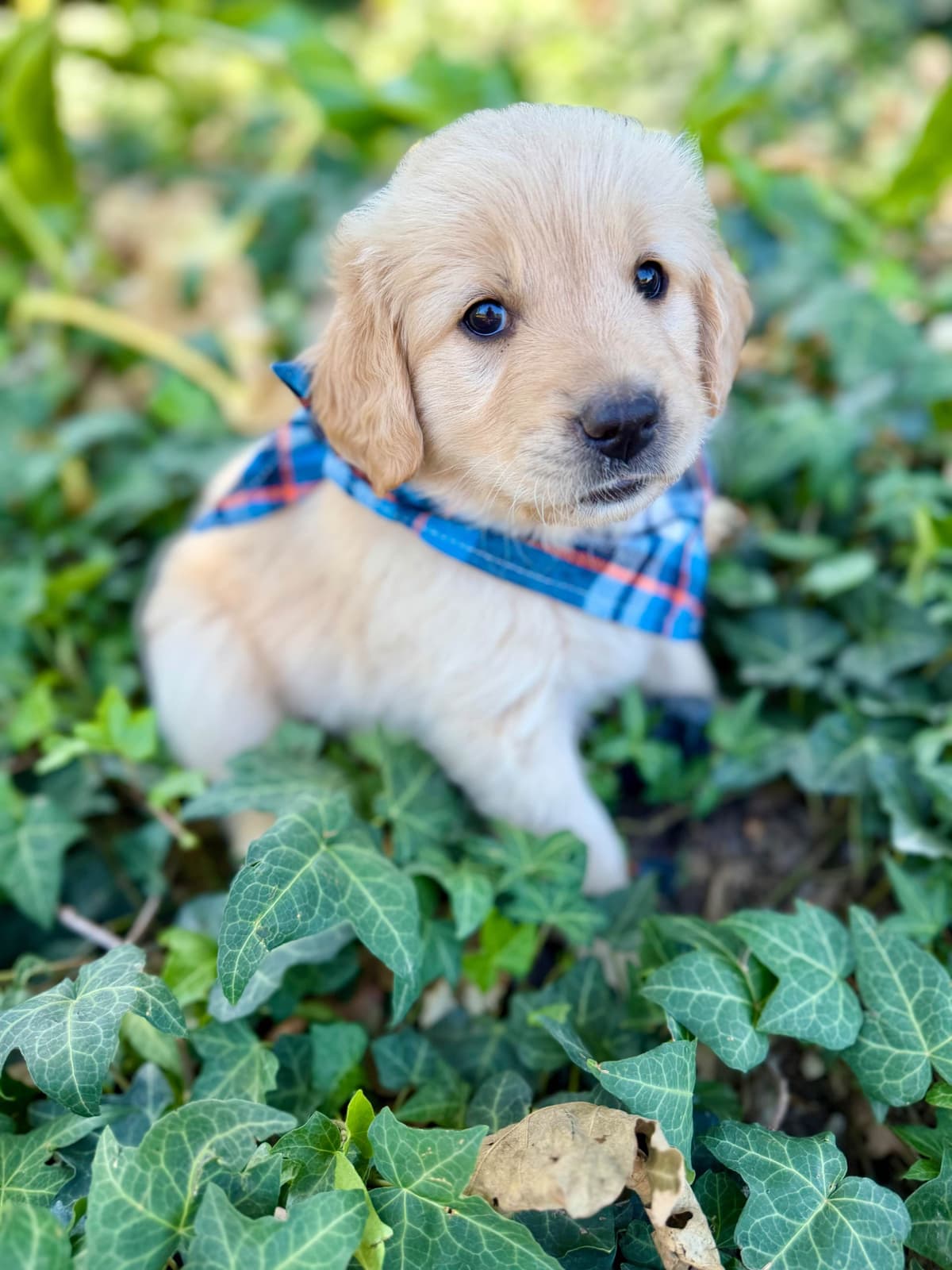Golden Retriever Puppies breeder image 2