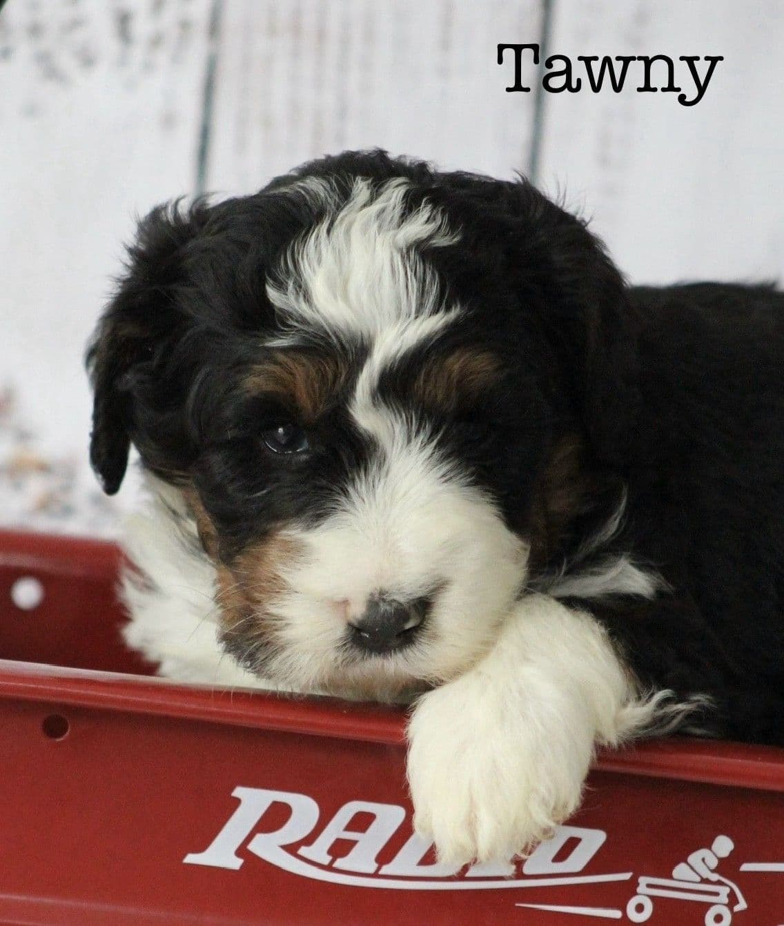 Samoyed Puppies breeder image 10