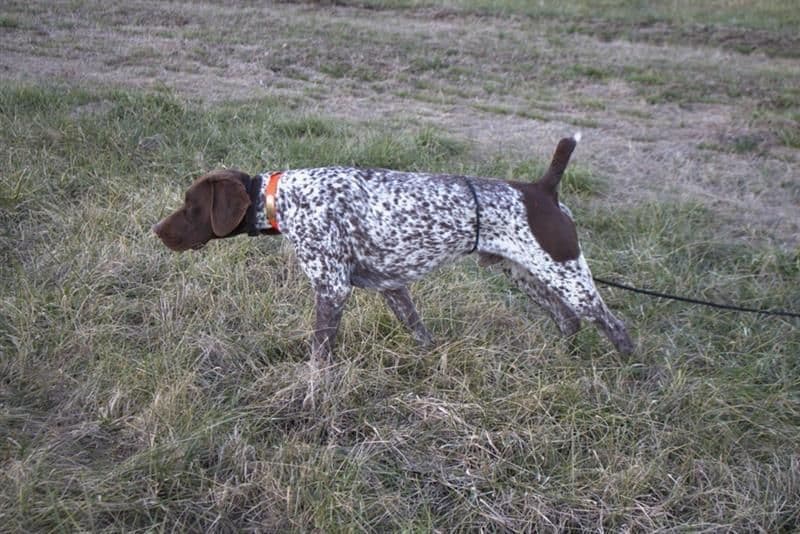 German Shorthaired Pointer Puppies breeder image 2
