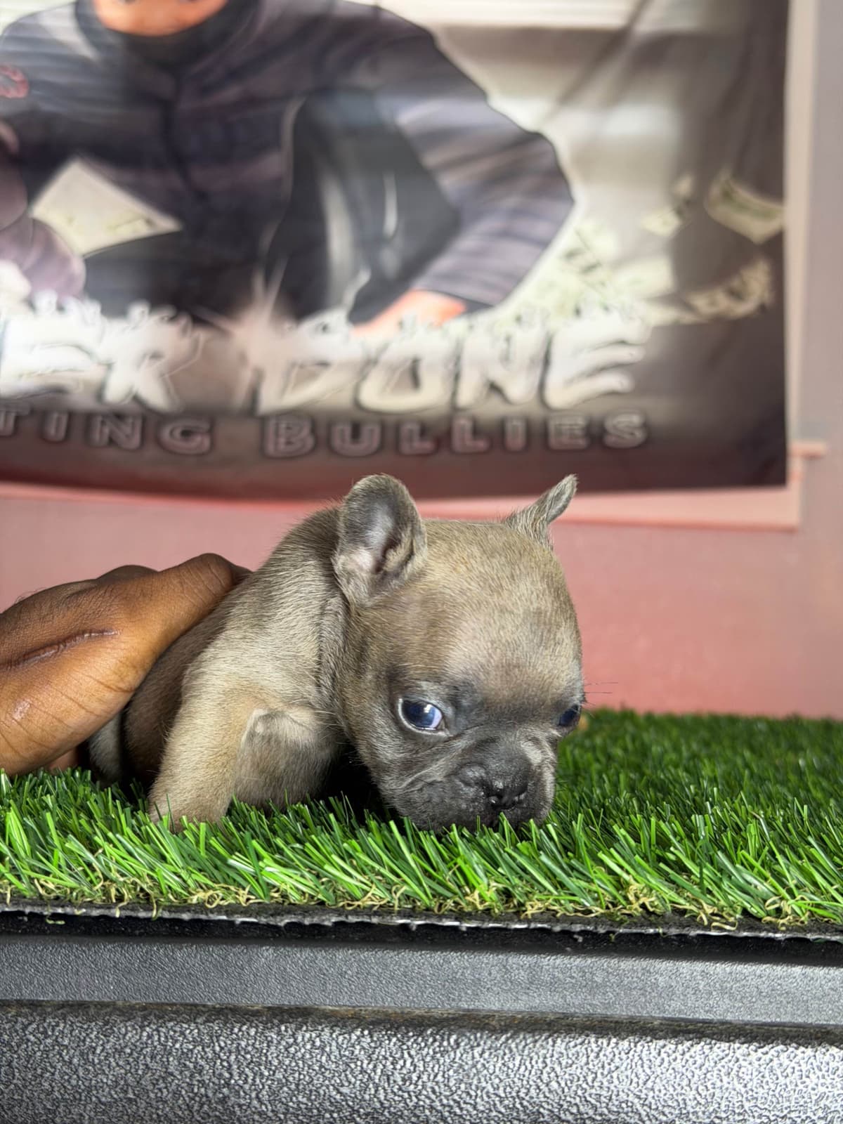 French Bulldog Puppies breeder image 7