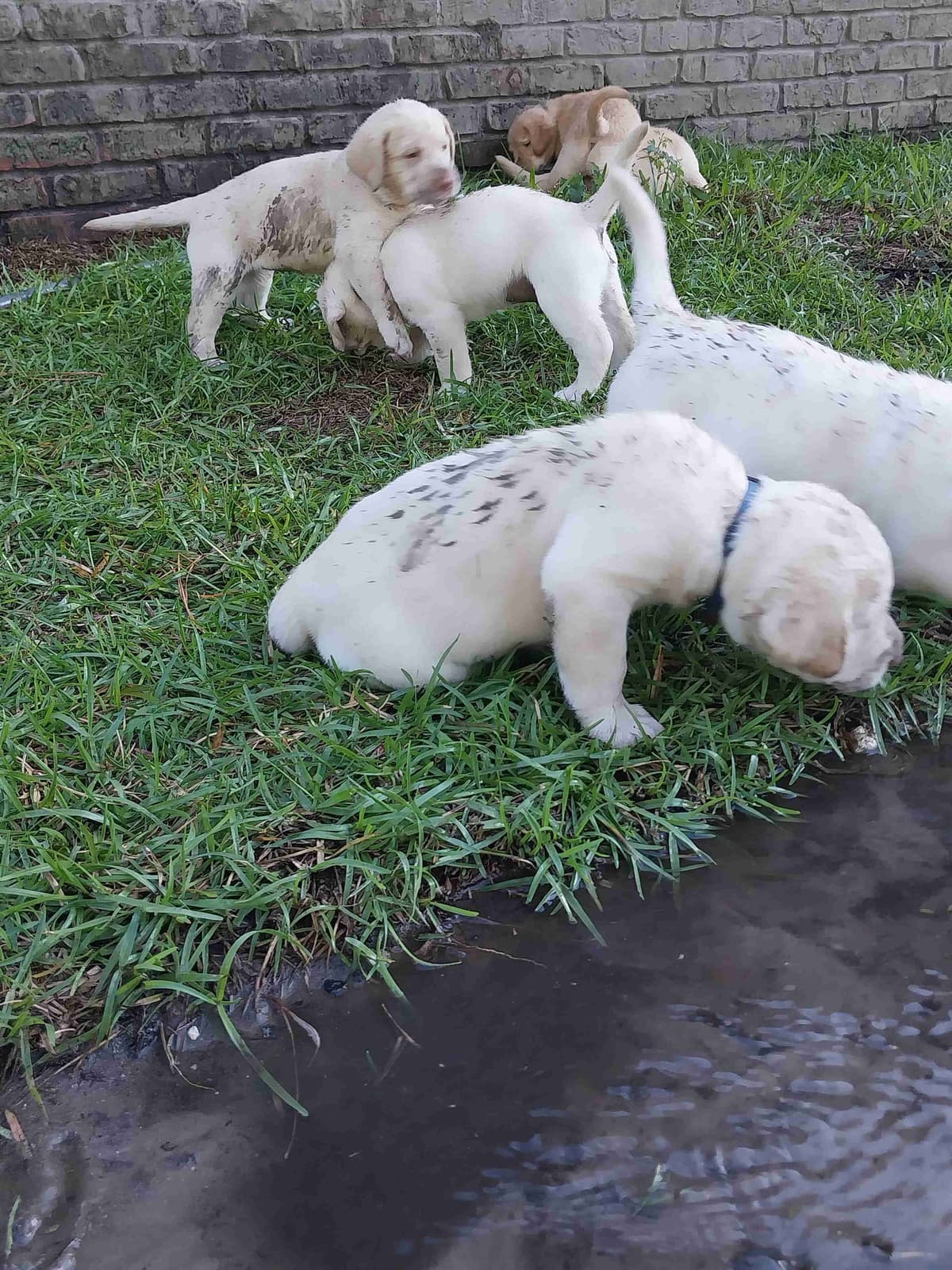 Labrador Retriever Puppies breeder image 6