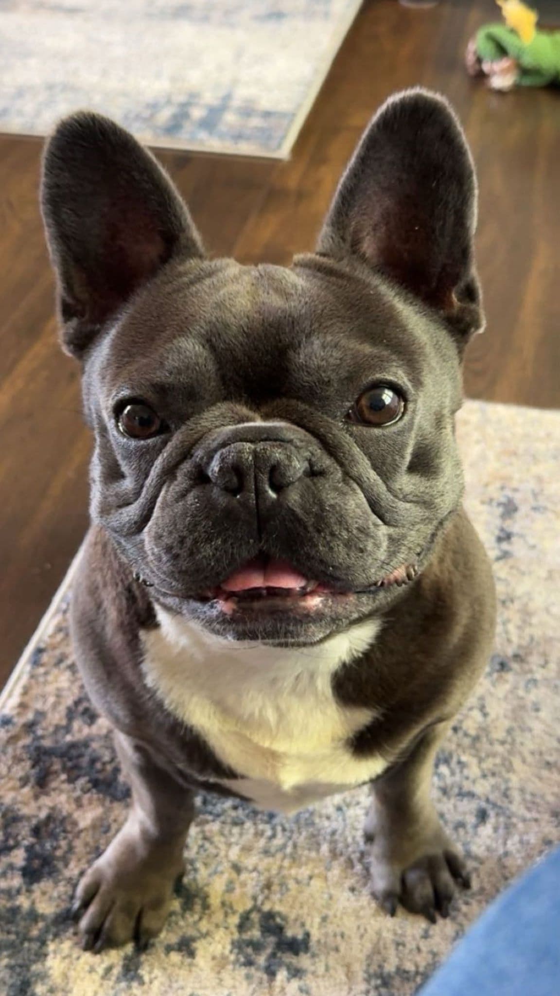French Bulldog Puppies breeder image 10