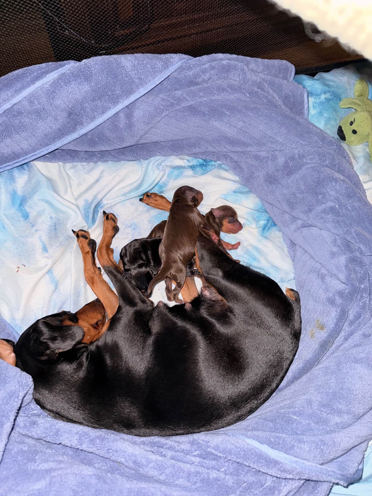 Miniature Pinscher Puppies breeder image 4