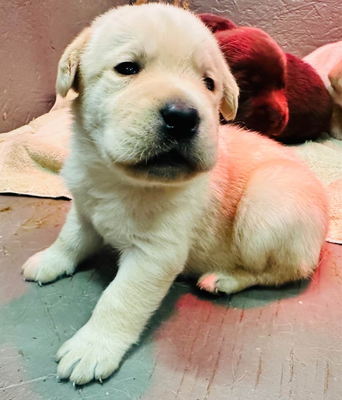 Labrador Retriever Puppies breeder image 12