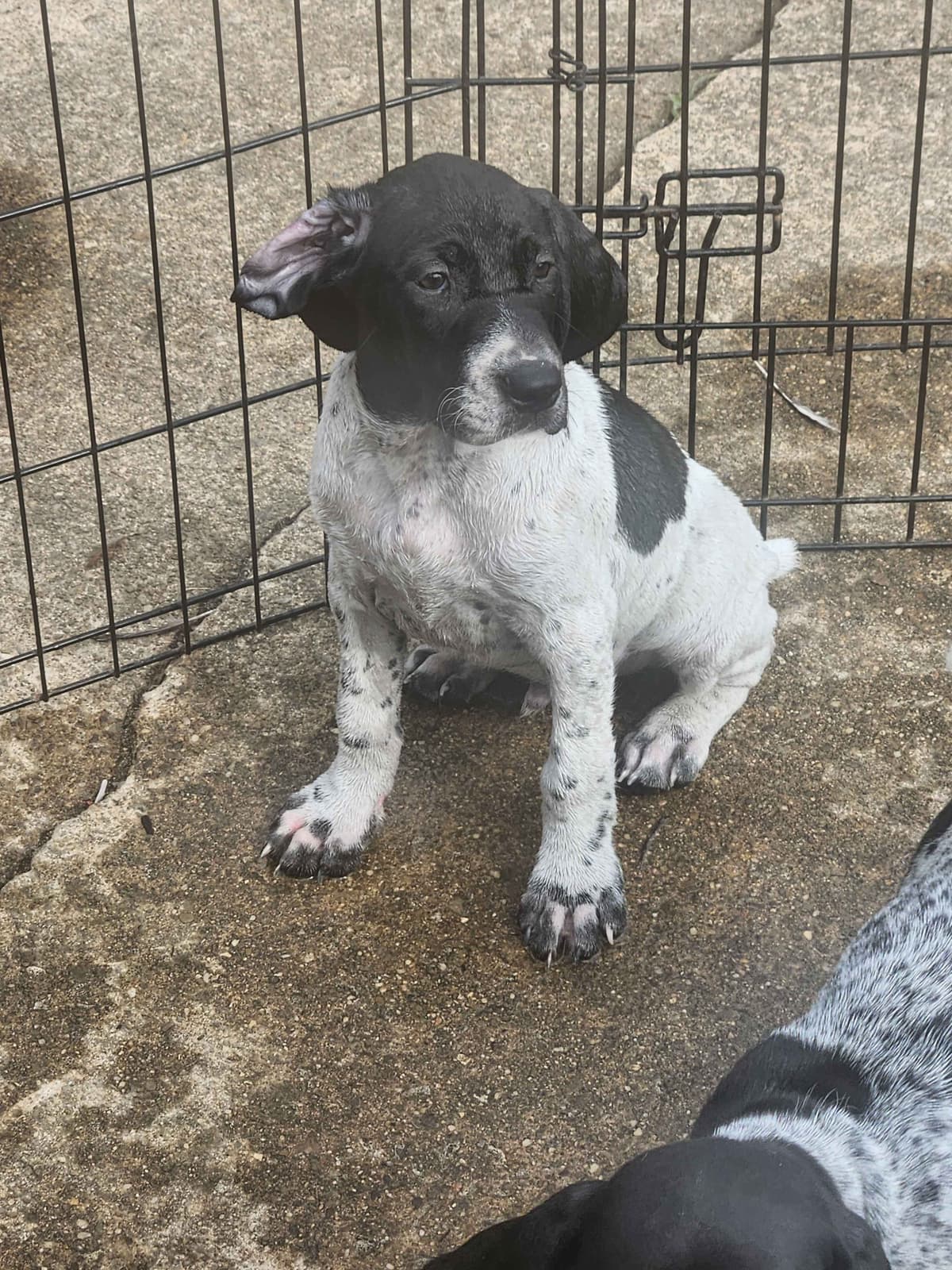 Registered German Shorthaired Pointer Puppies breeder image 4