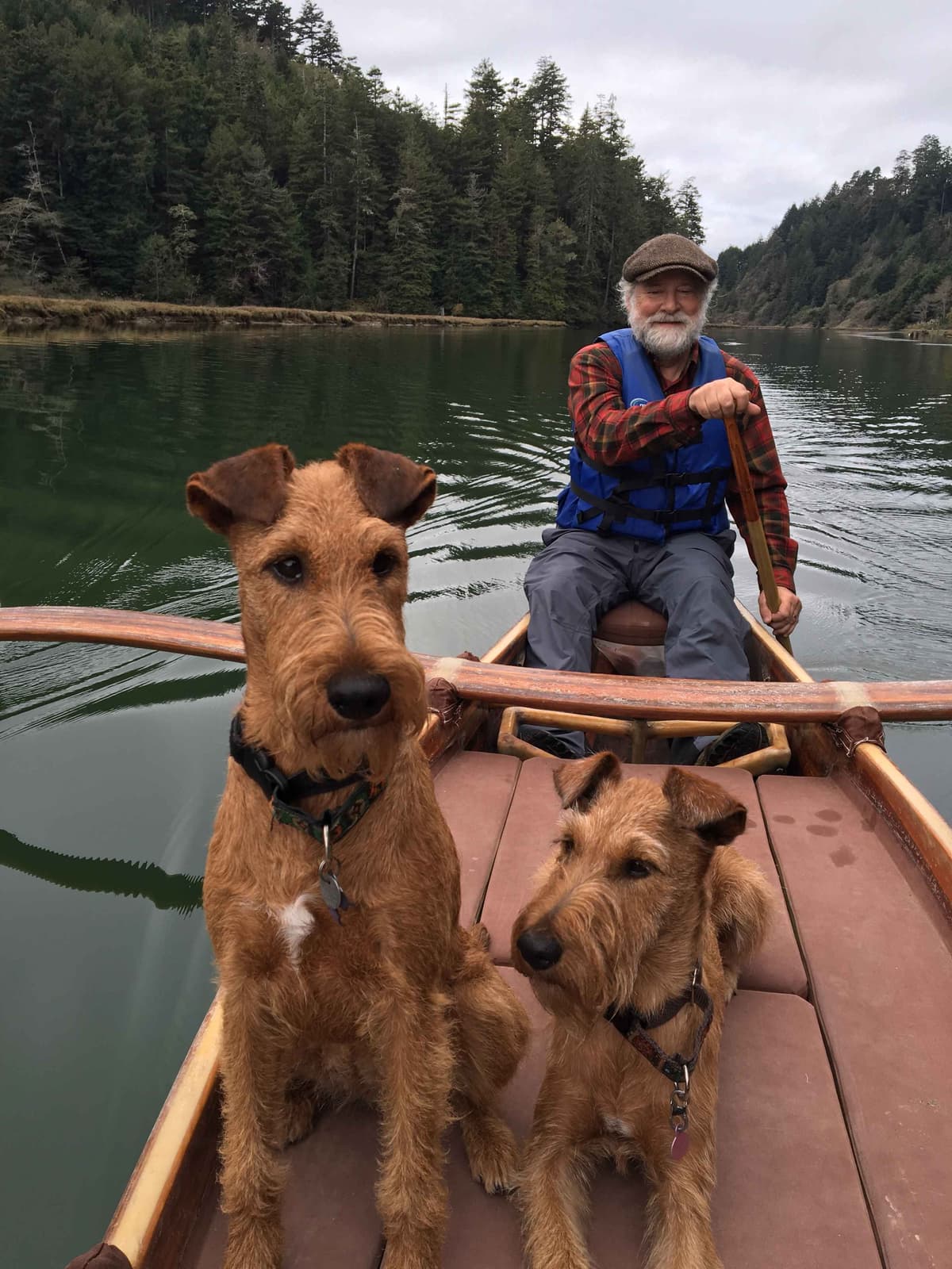 Irish Terrier Puppies breeder image 2
