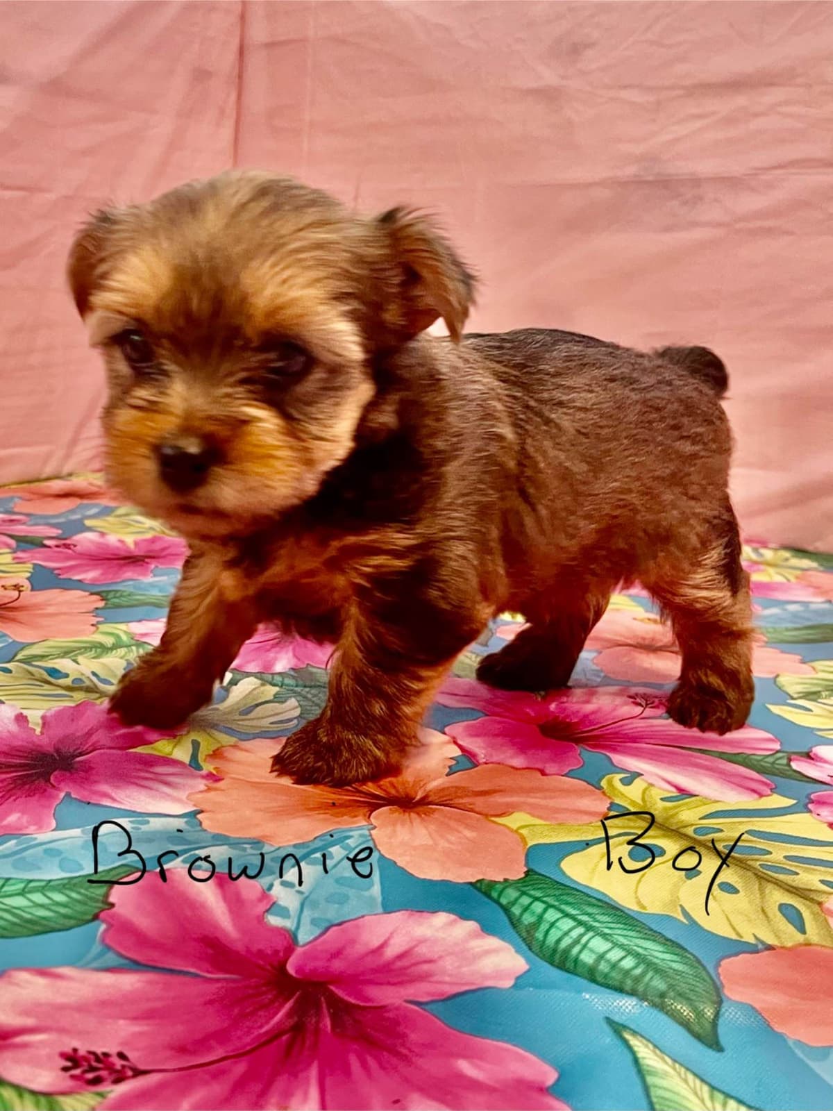 Yorkshire Terrier Puppies breeder image 3