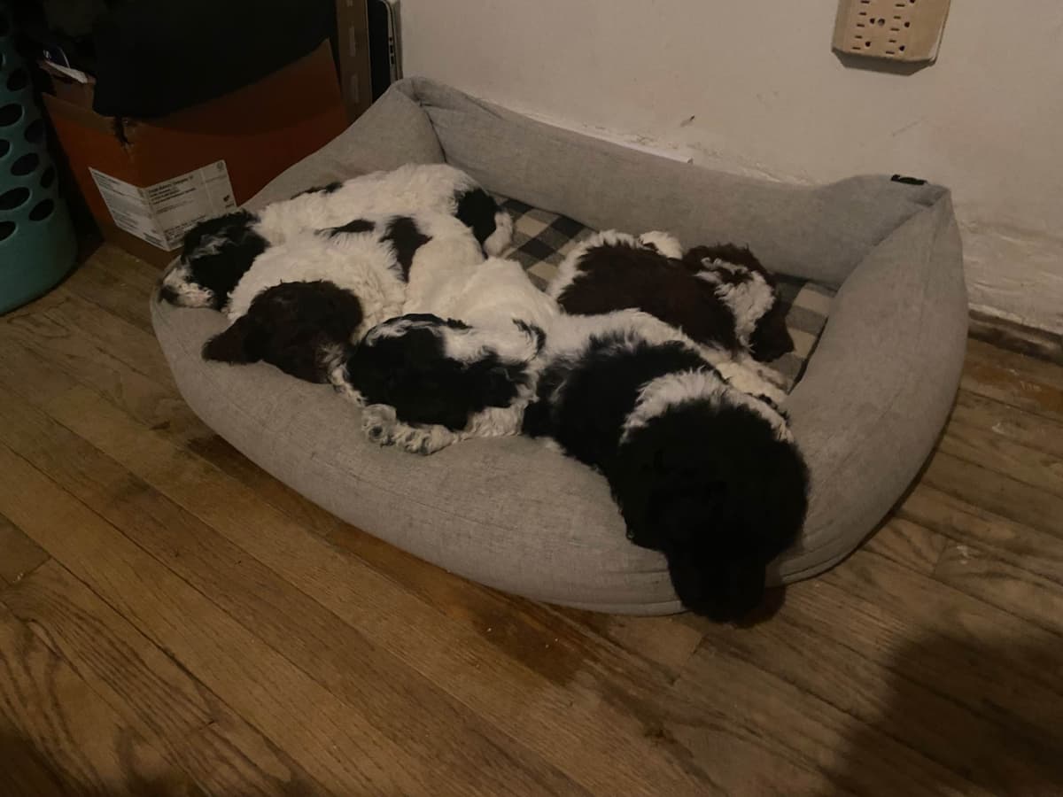 Poodle Puppies breeder image 3