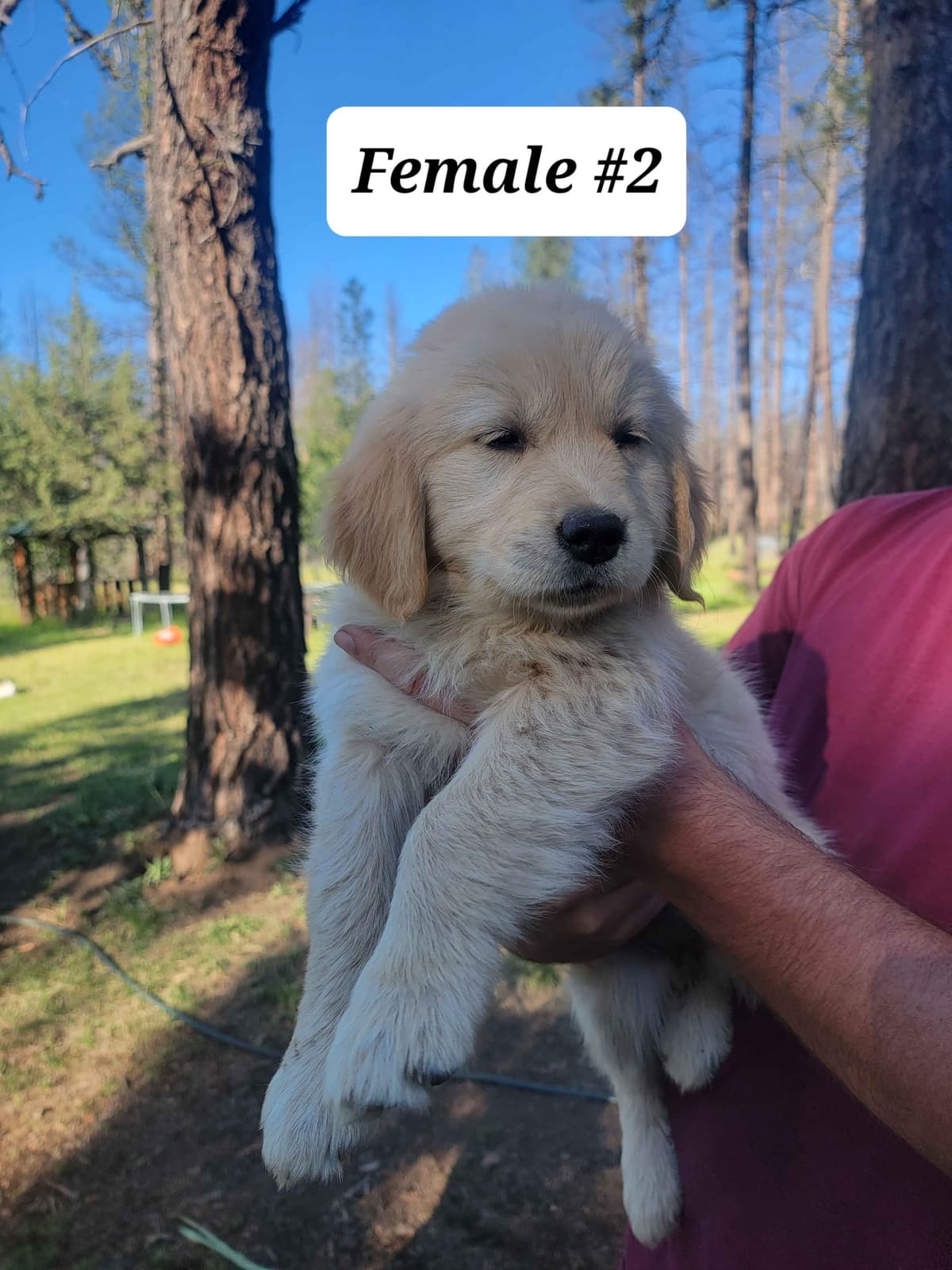 Golden Retriever Puppies breeder image 13
