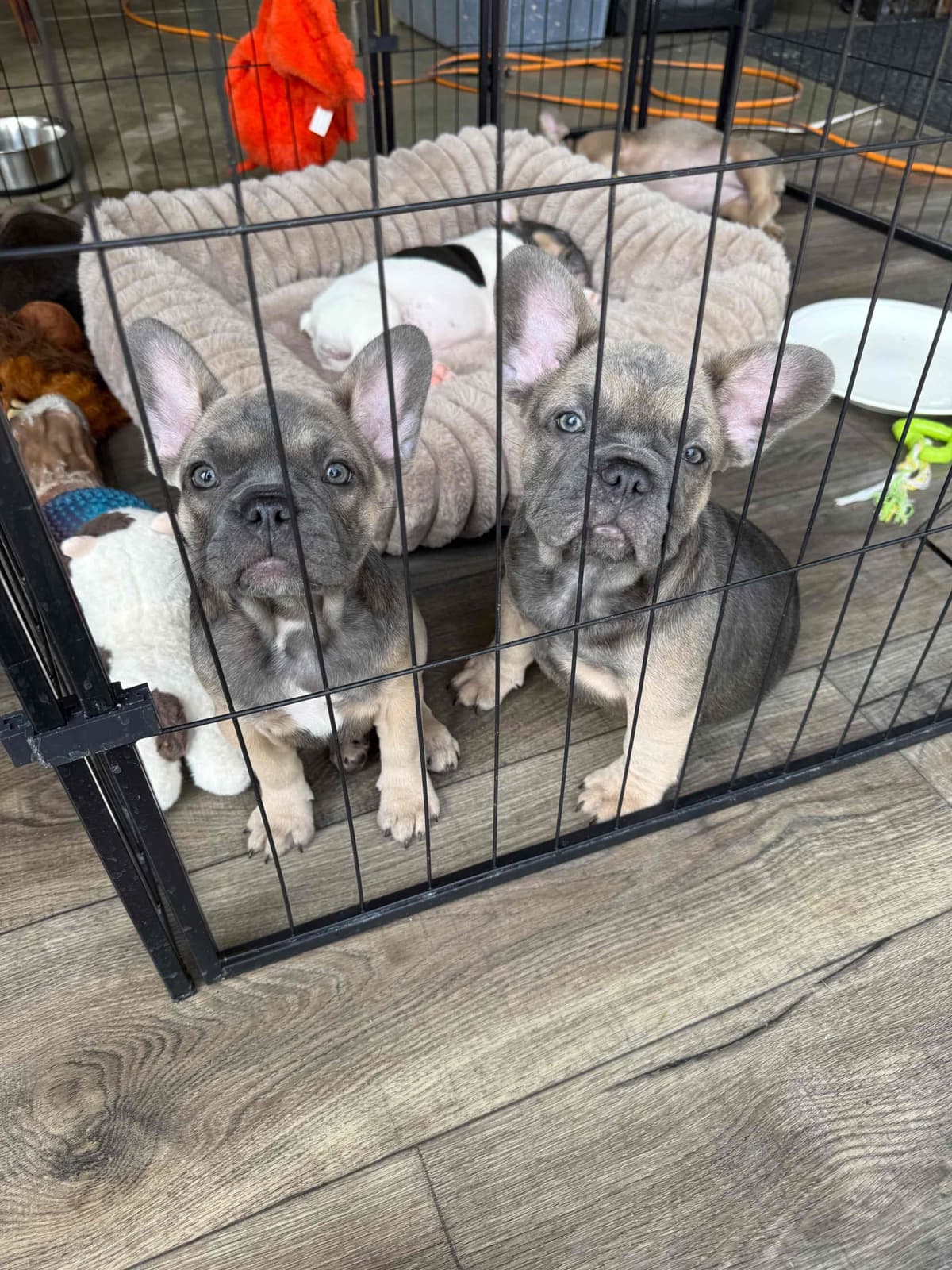 French Bulldog Puppies breeder image 6