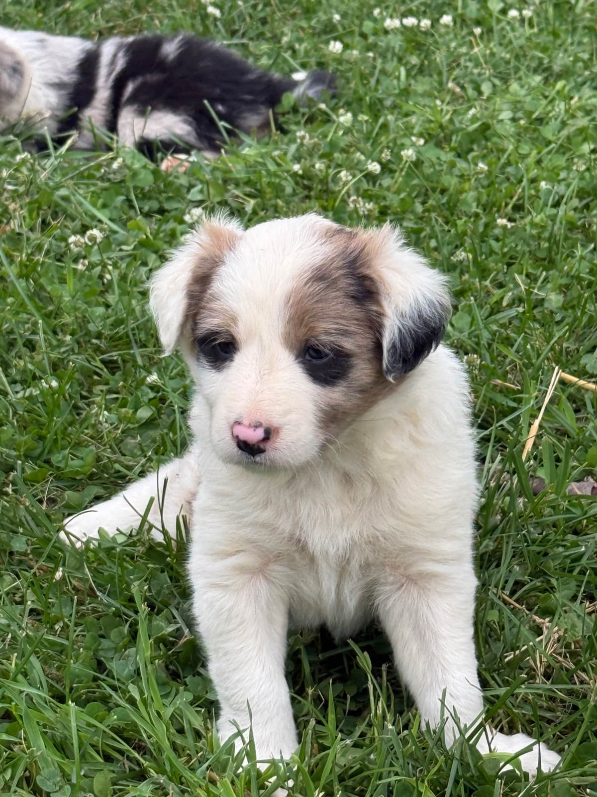 Border Collie Puppies breeder image 8