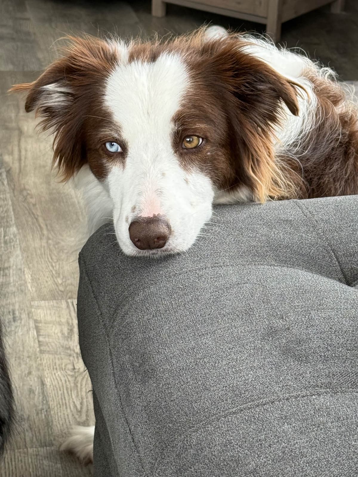 Border Collie Puppies breeder image 10