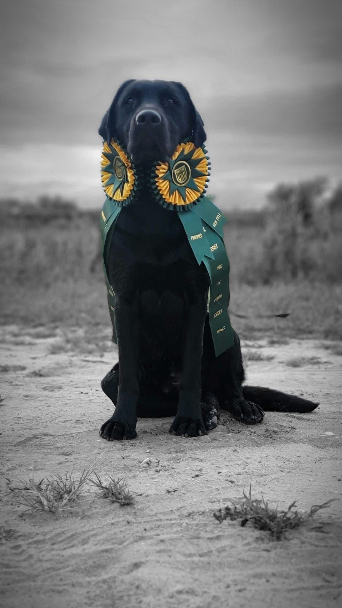 Labrador Retriever Puppies breeder image 20
