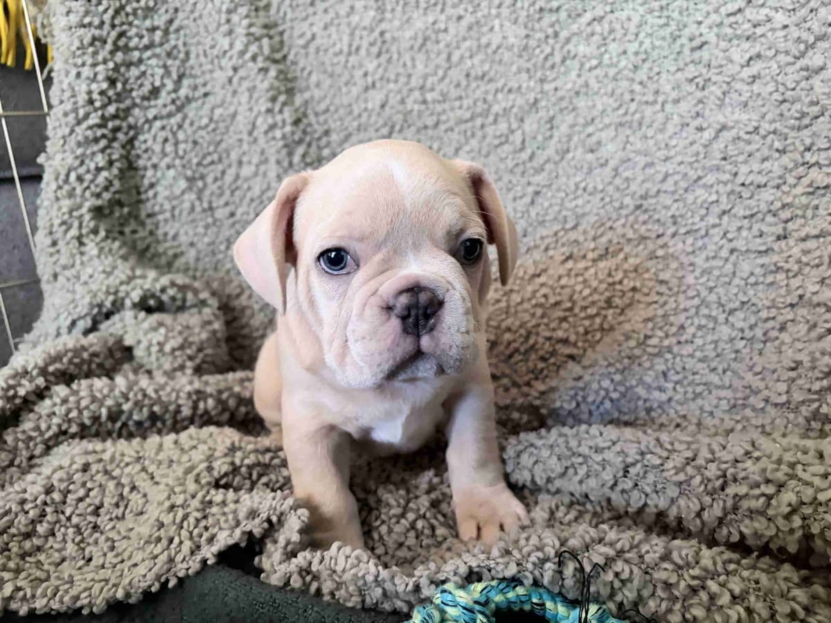 French Bulldog Puppies breeder image 8