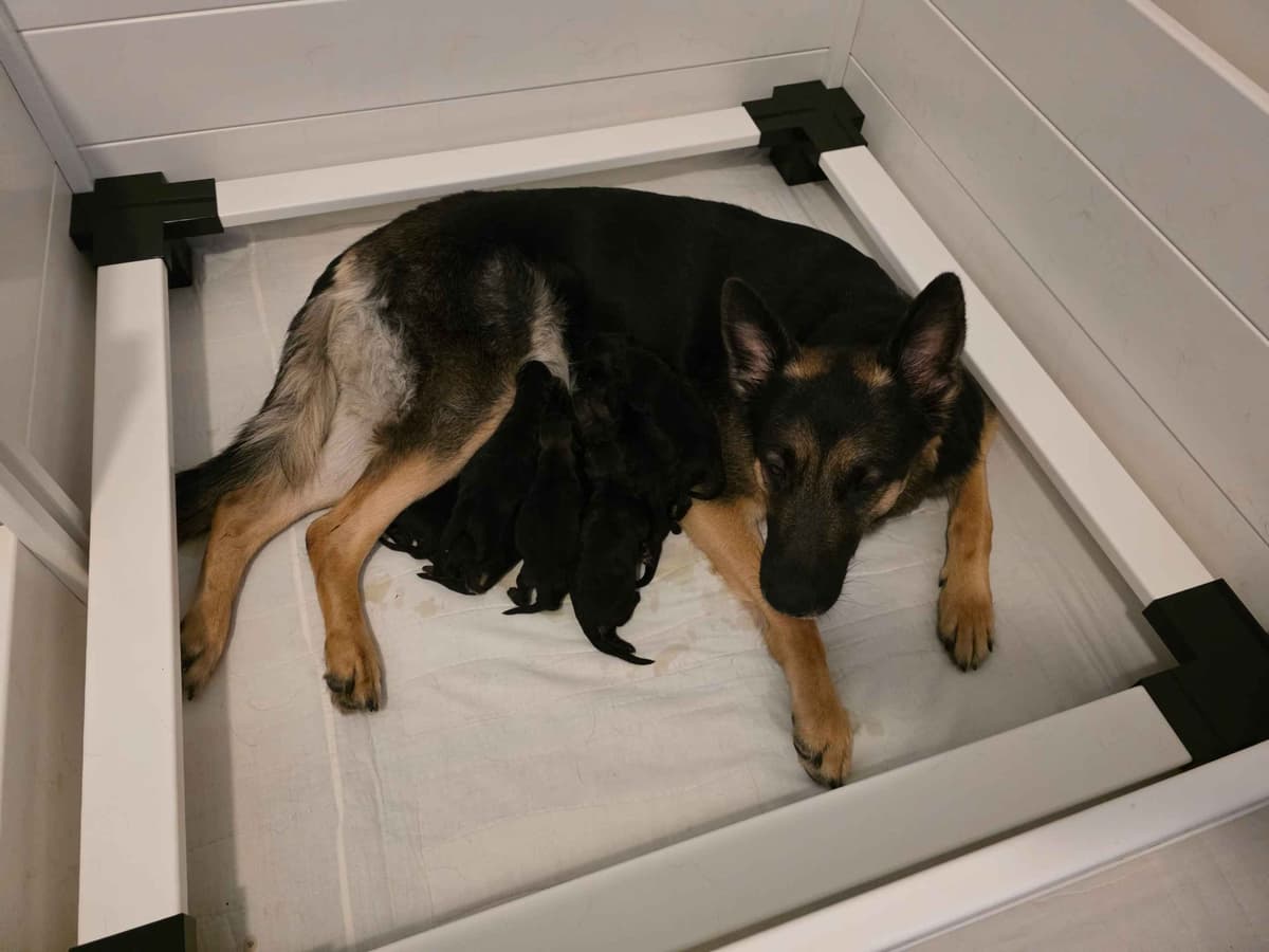 German Shepherd Dog Puppies breeder image 1
