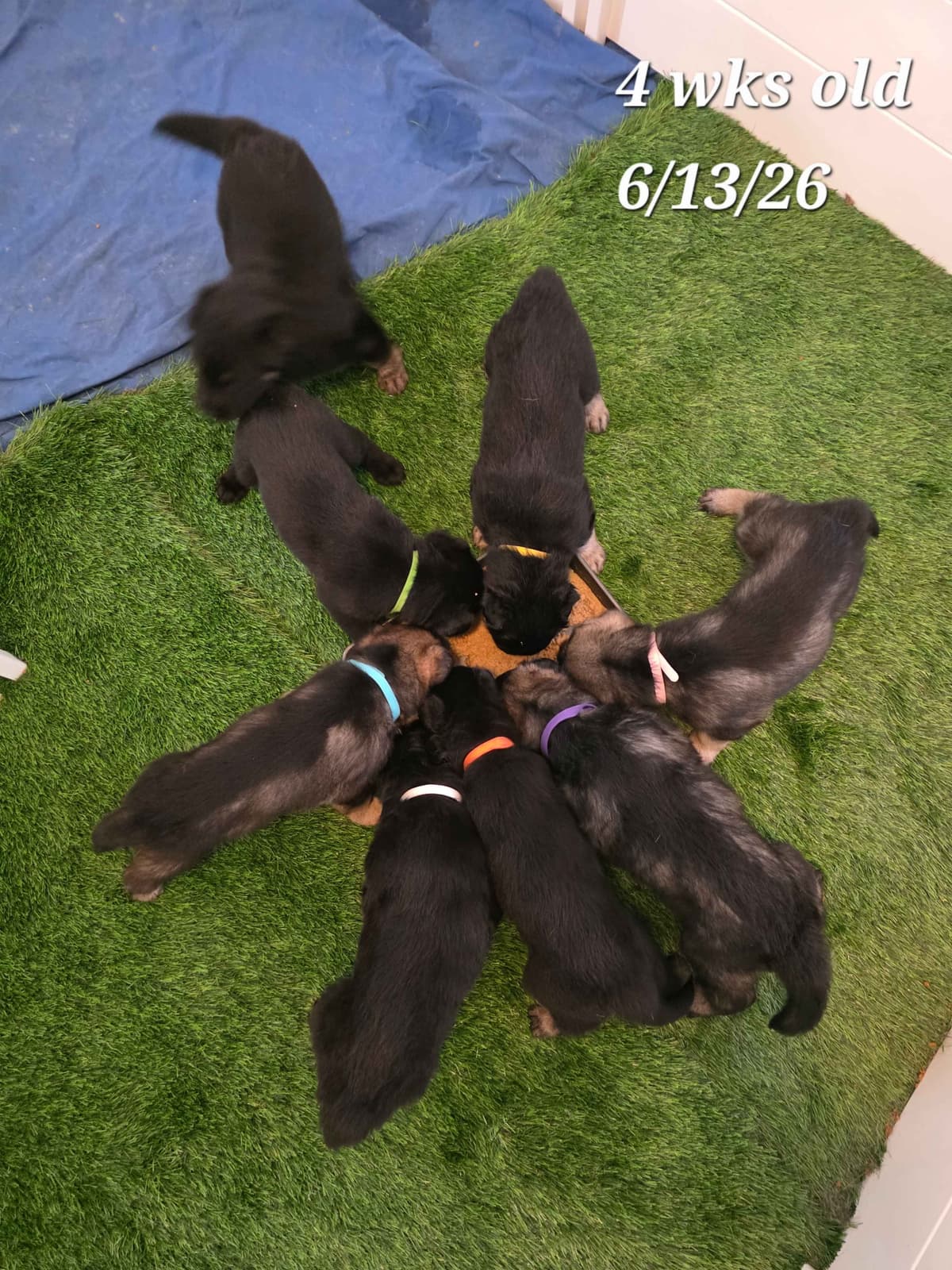 German Shepherd Dog Puppies breeder image 3