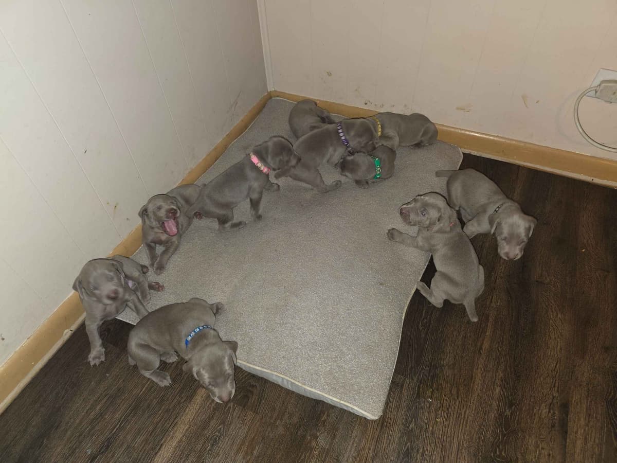 Weimaraner Puppies breeder image 12