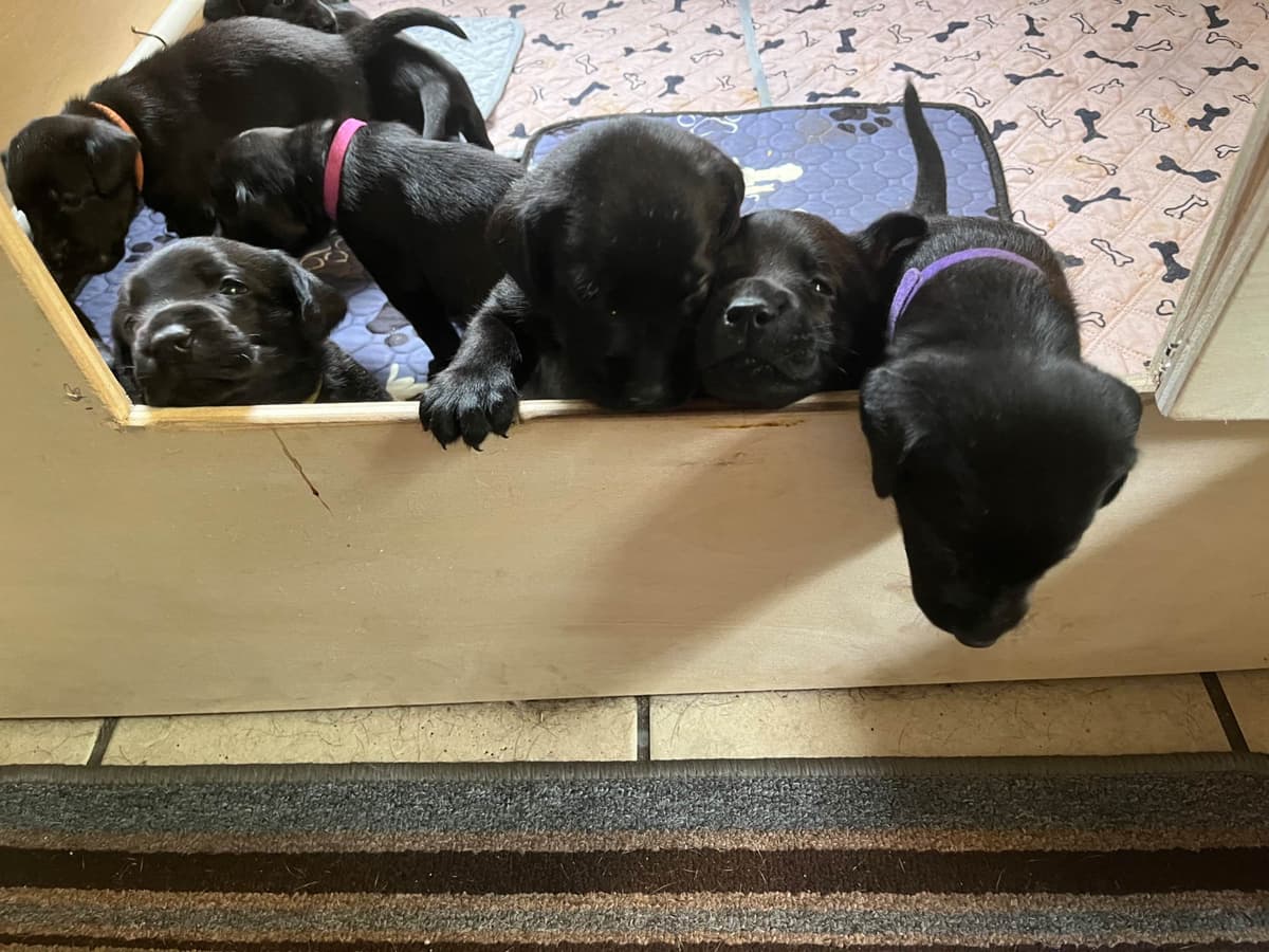 American Labrador Retriever Puppies breeder image 2