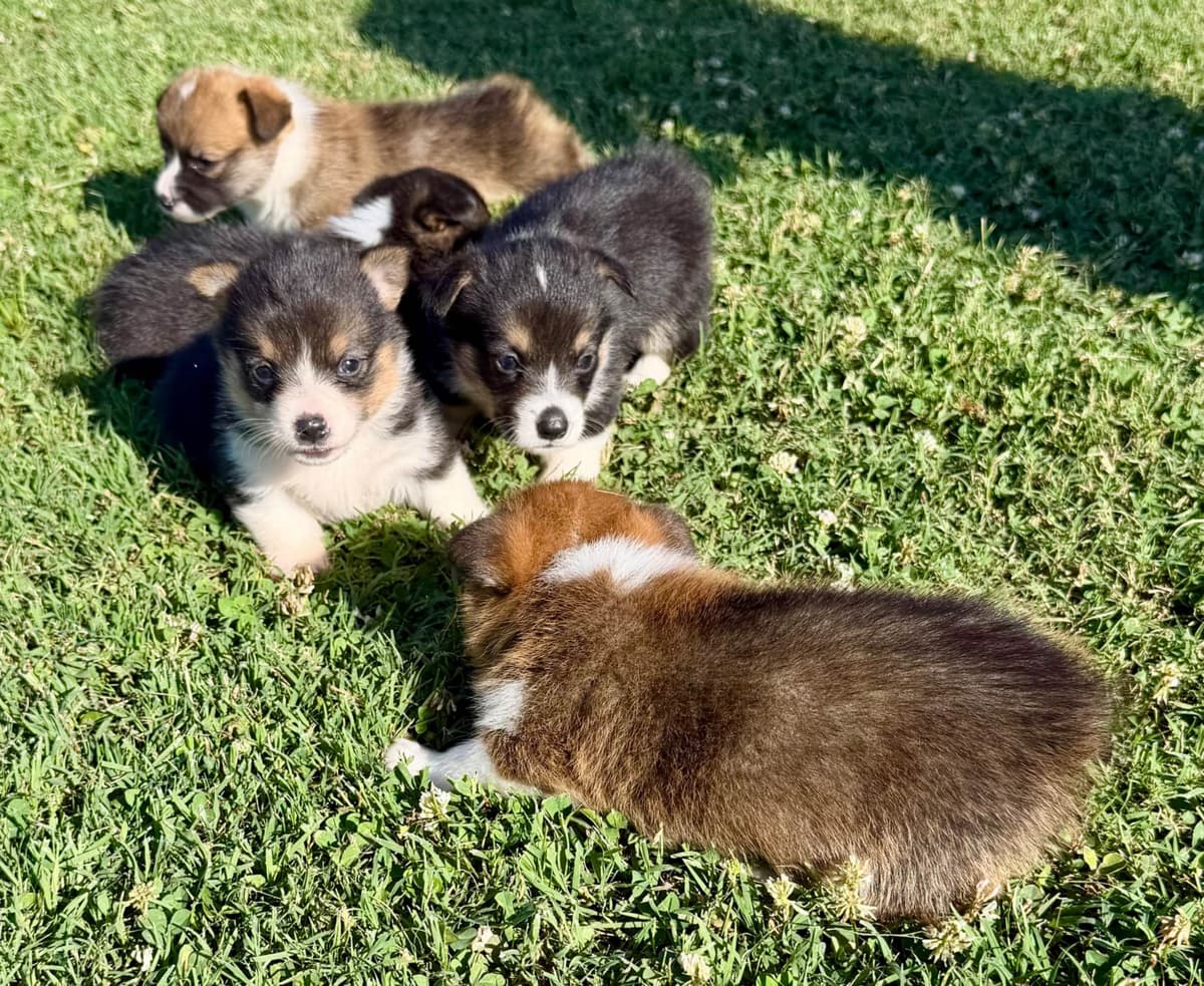Pembroke Welsh Corgi Puppies breeder image 4