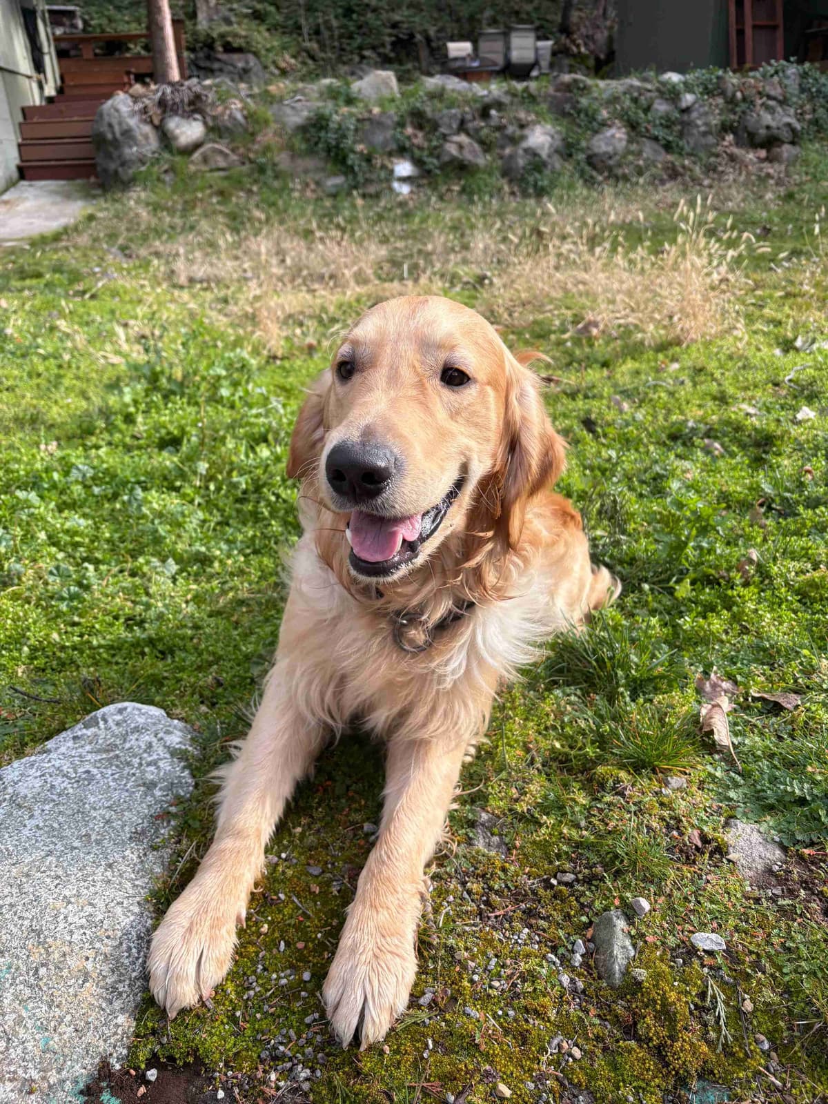 Golden Retriever Puppies breeder image 4