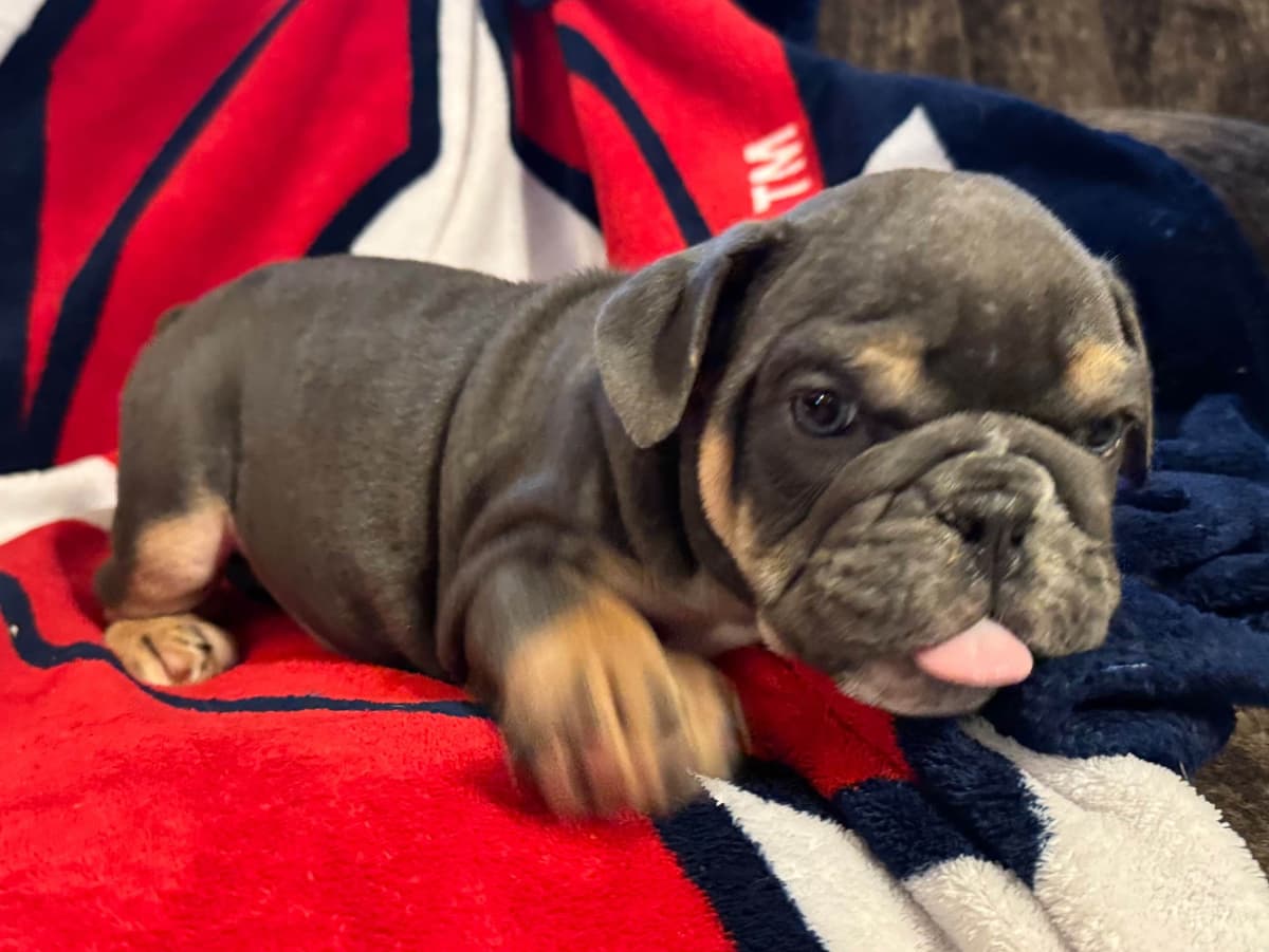 Gorgeous Bulldog Puppies breeder image 7