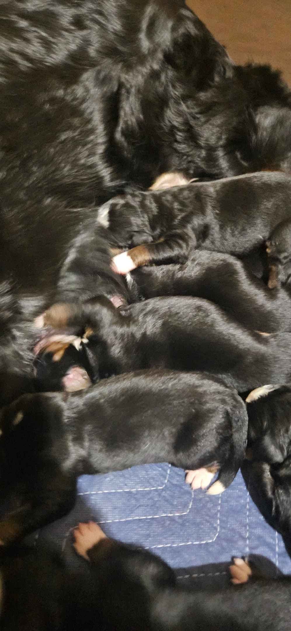 Bernese Mountain Dog Puppies breeder image 8