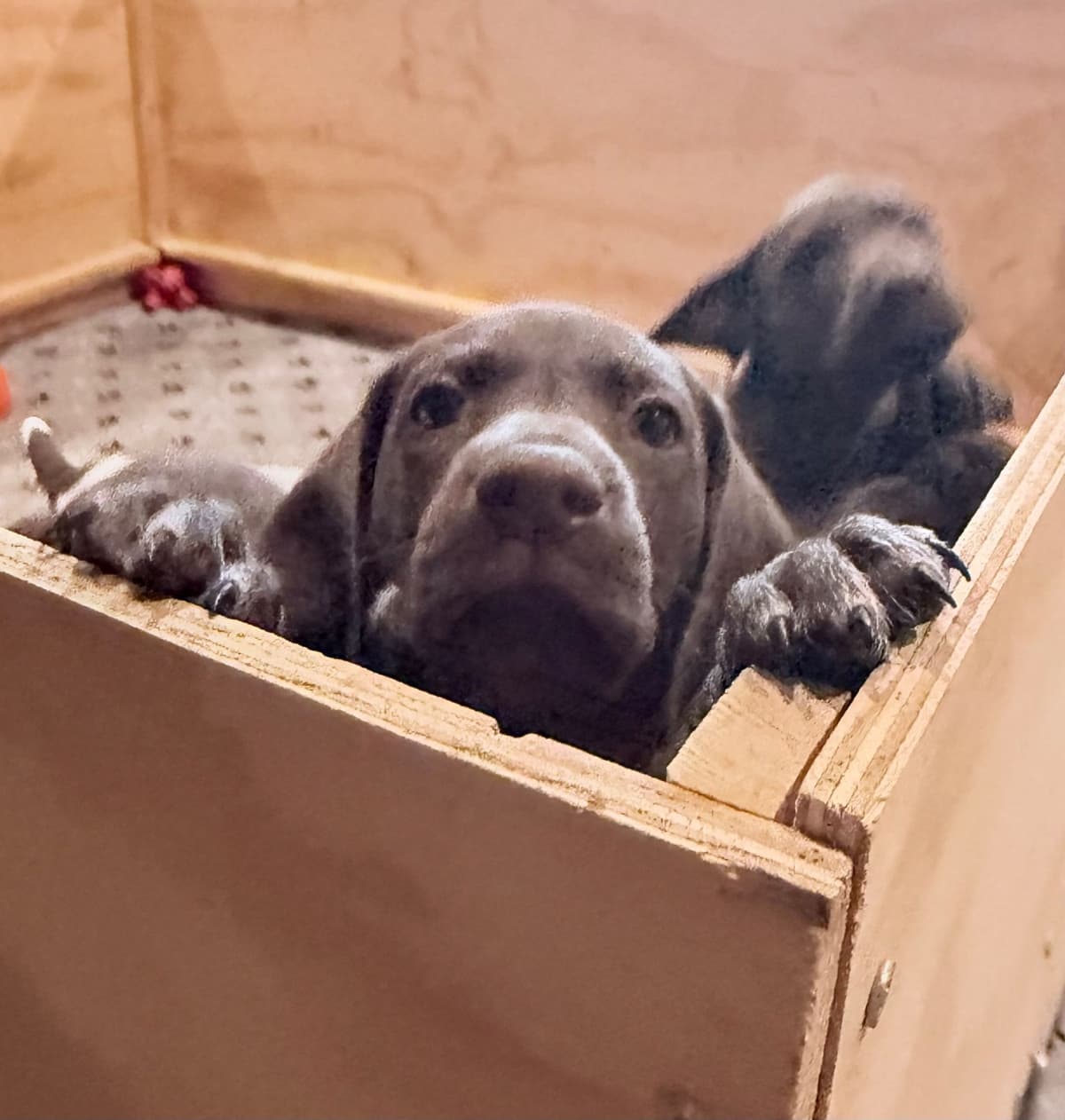German Shorthaired Pointer Puppies breeder image 2