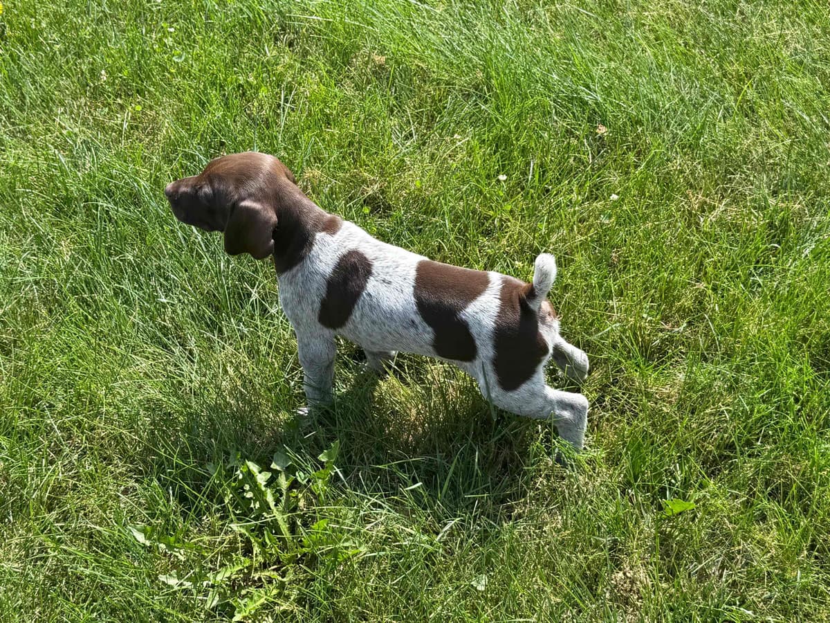 German Shorthaired Pointer Puppies breeder image 3