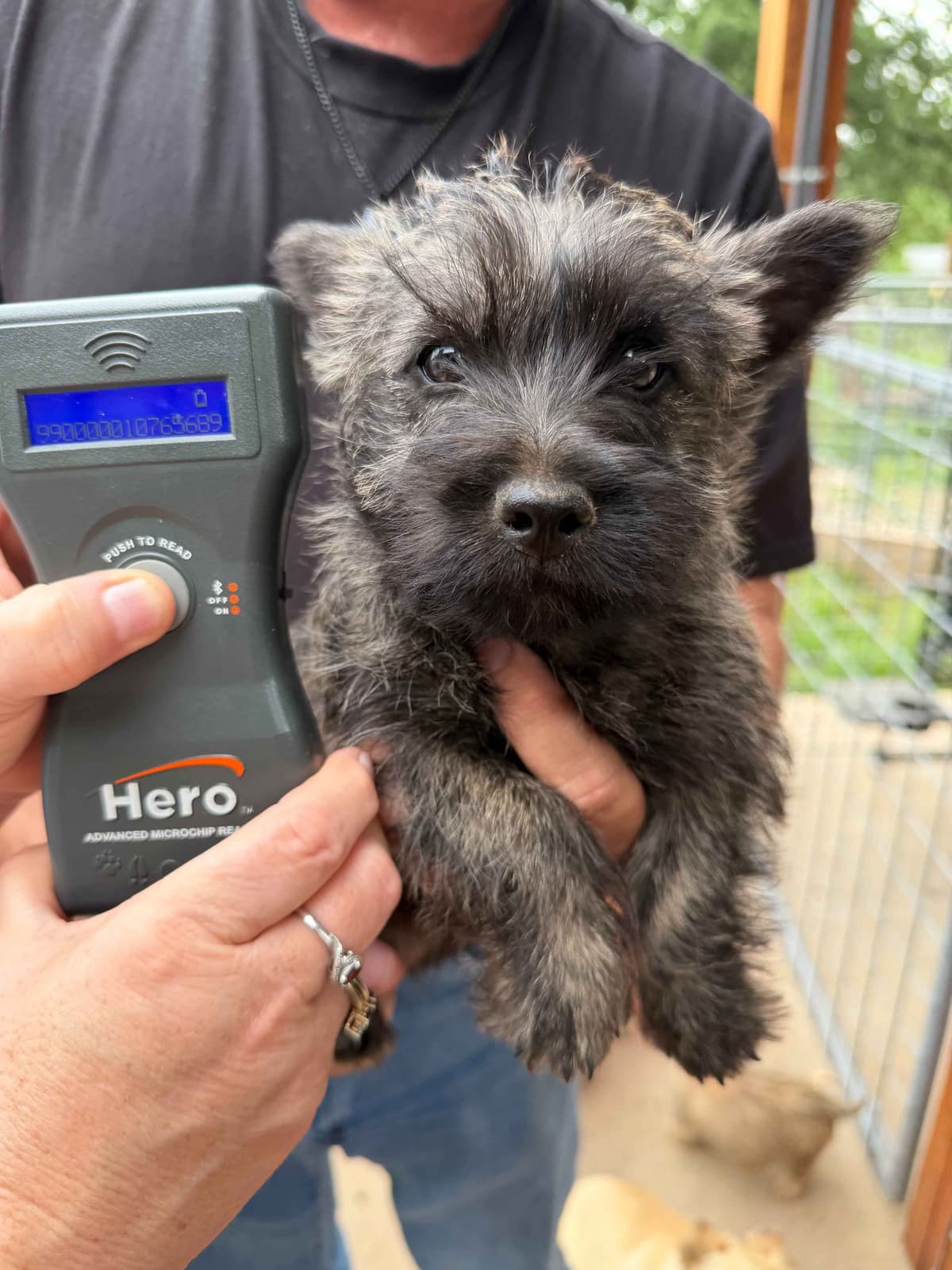 Cairn Terrier Puppies breeder image 11